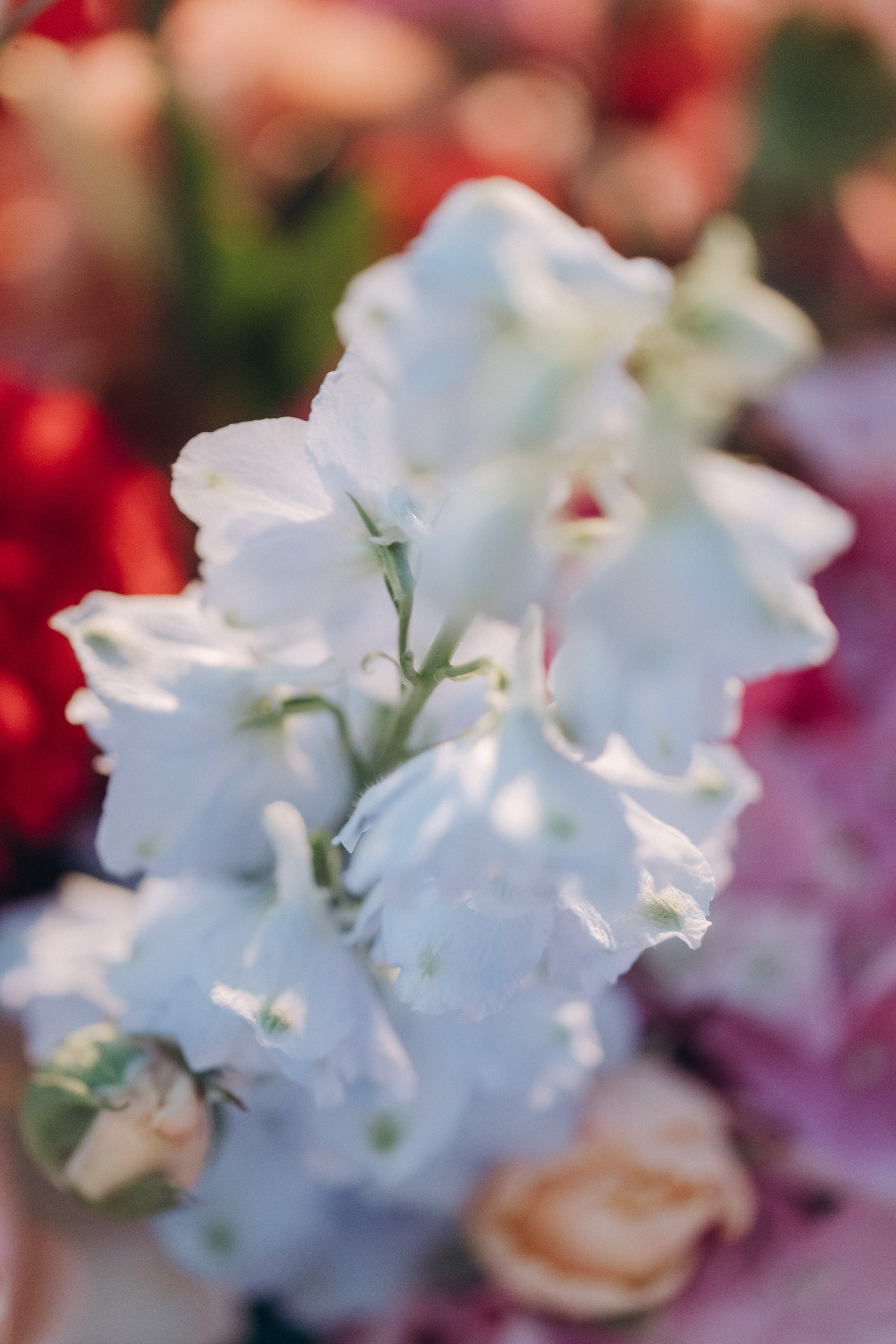 ALICE. Ciao, benvenuta! Sono Anastasia la vostra fotografa per il matrimonio