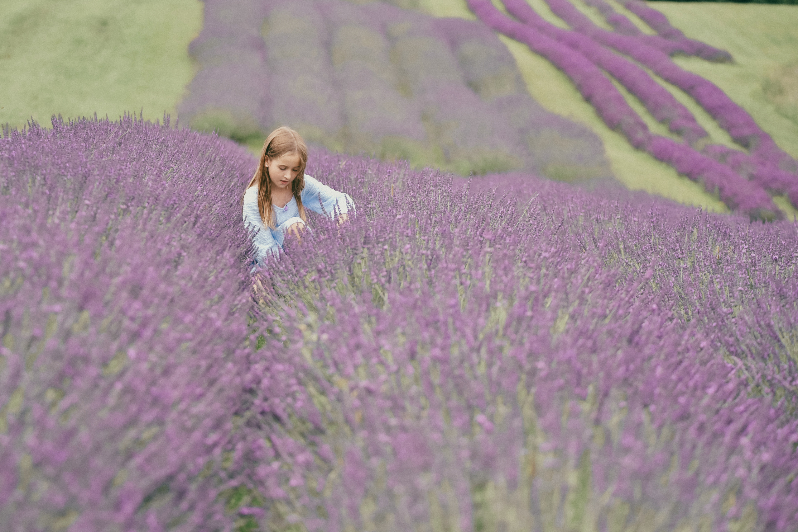 Lavender Farms, Ontario. Photographer Katia Velich Toronto Oakville GTA