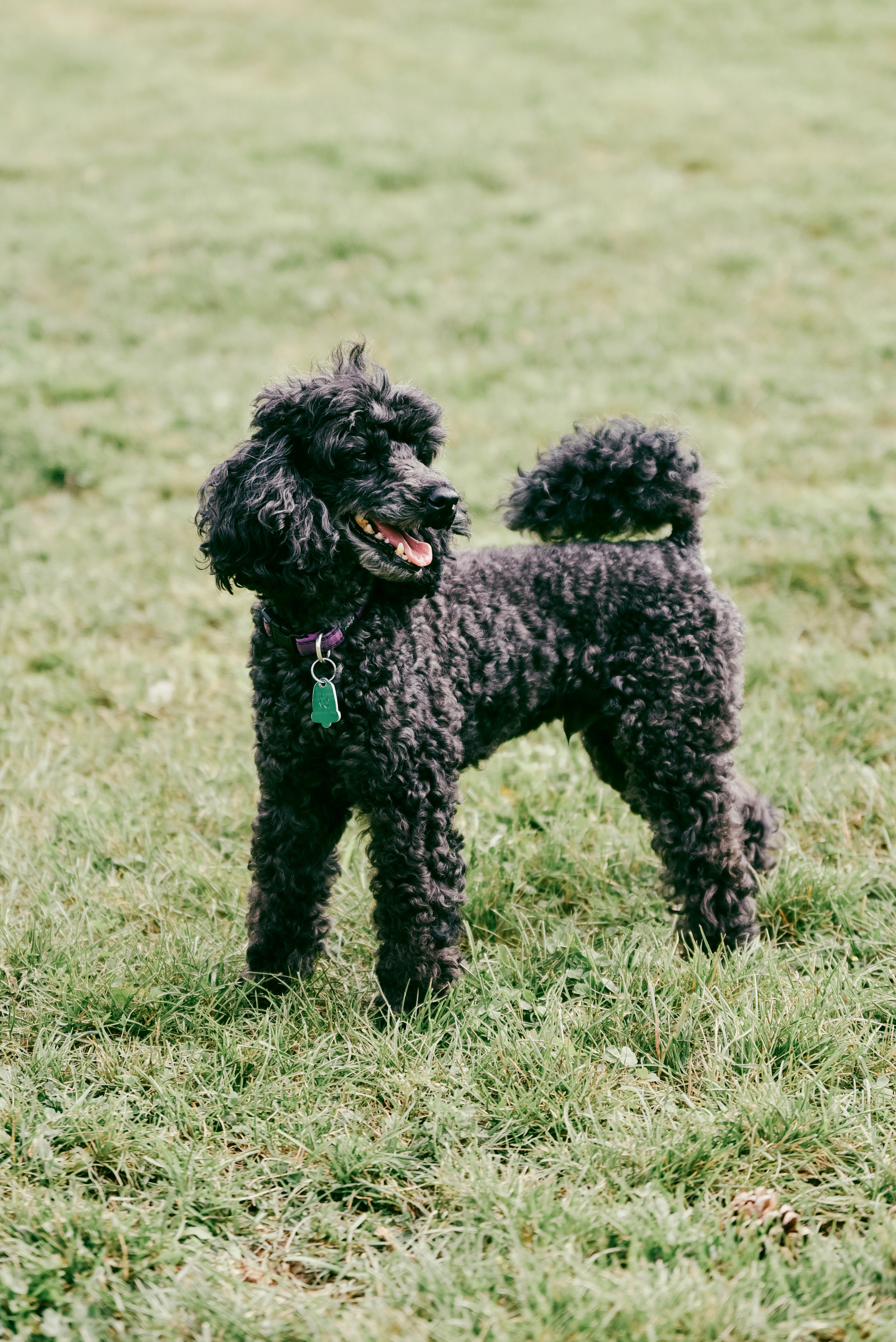 Iulia and Jerry. Photographer Katia Velich Toronto Oakville GTA
