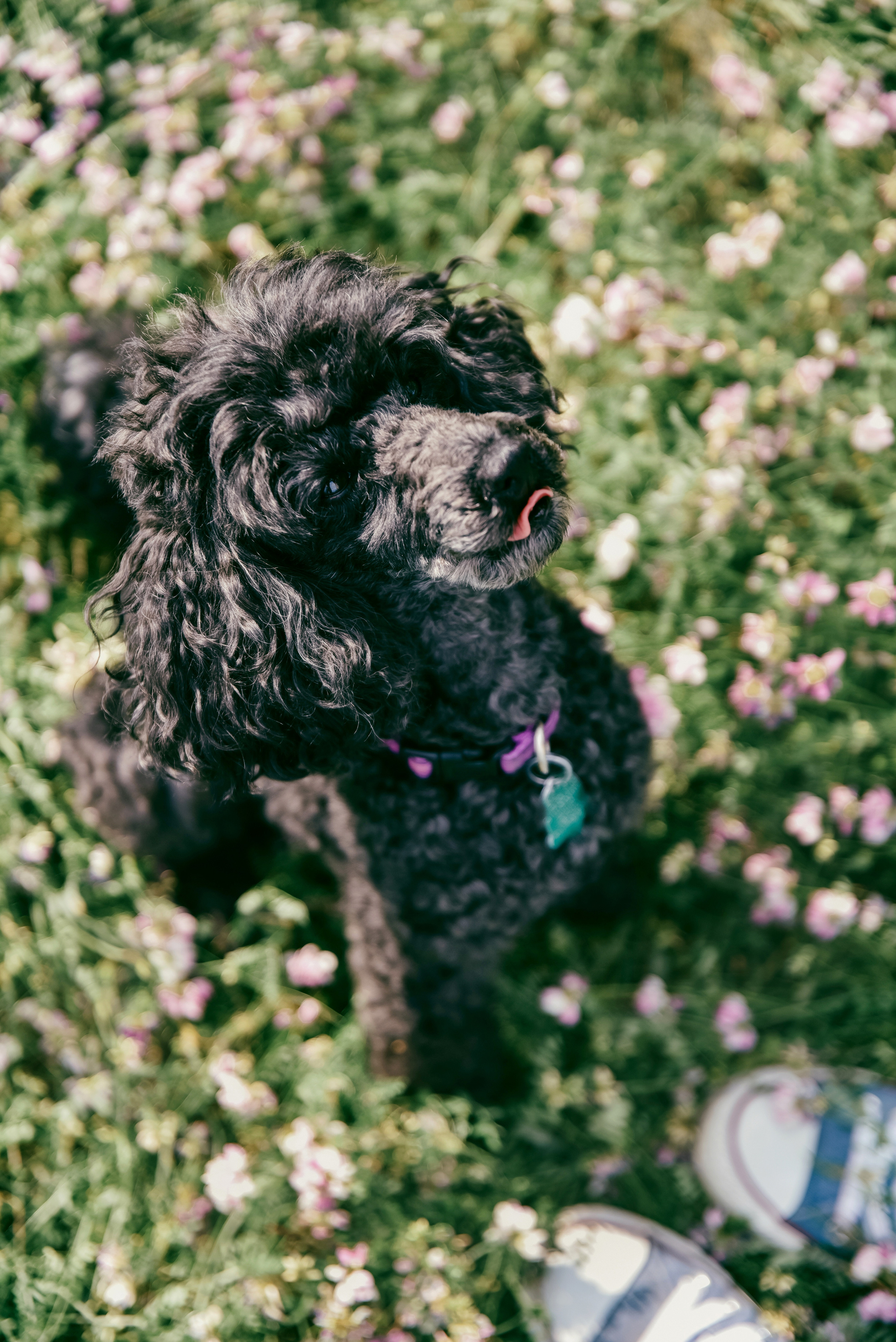 Iulia and Jerry. Photographer Katia Velich Toronto Oakville GTA