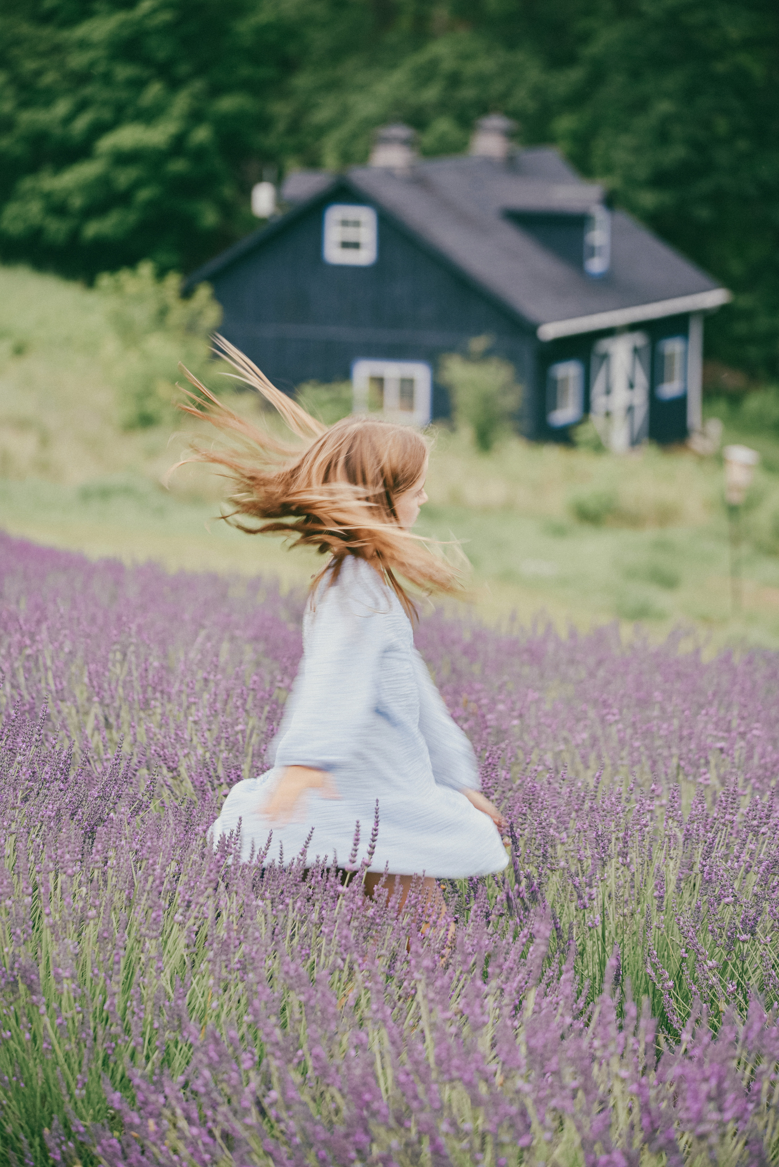 Lavender Farms, Ontario. Photographer Katia Velich Toronto Oakville GTA