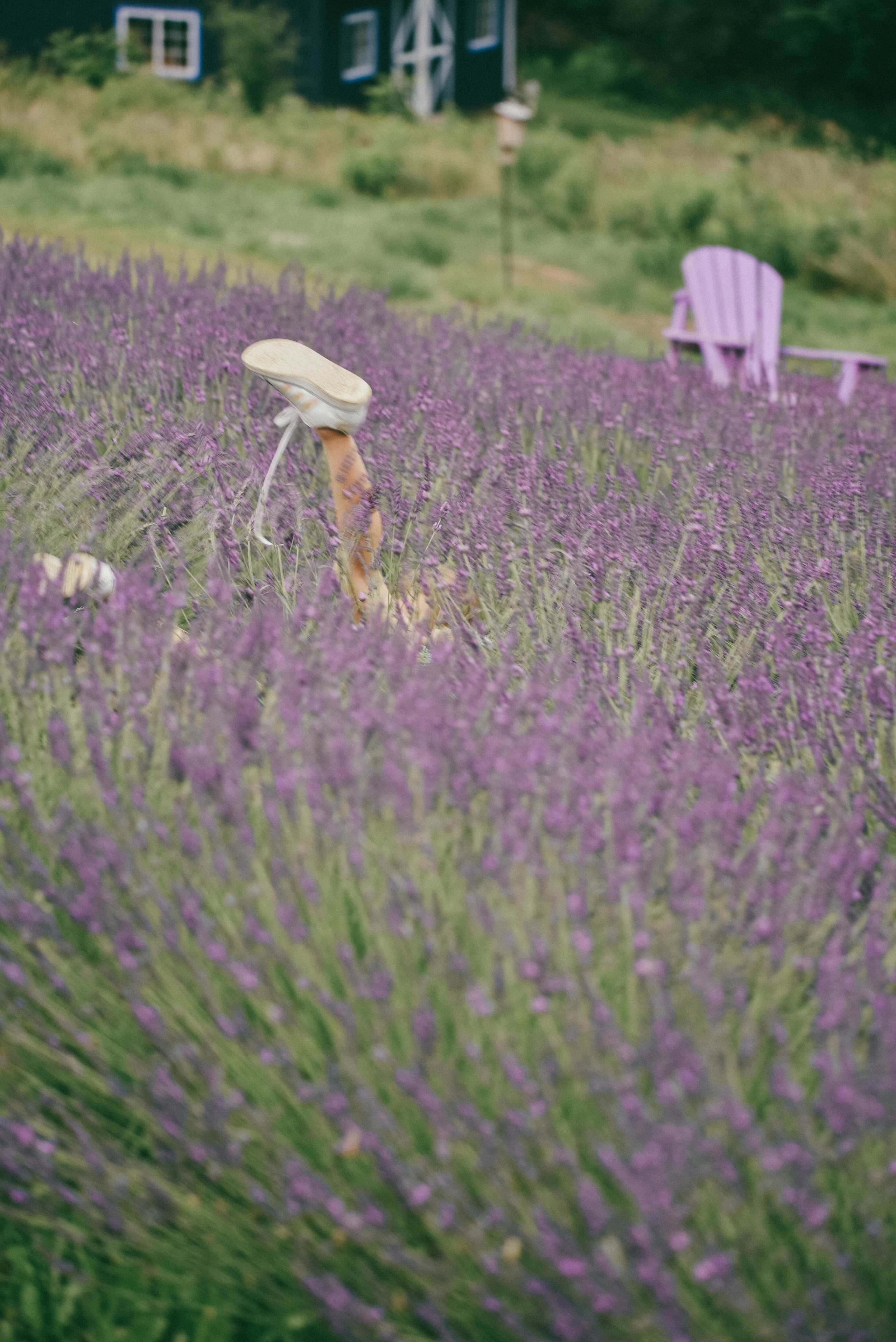 Lavender Farms, Ontario. Photographer Katia Velich Toronto Oakville GTA