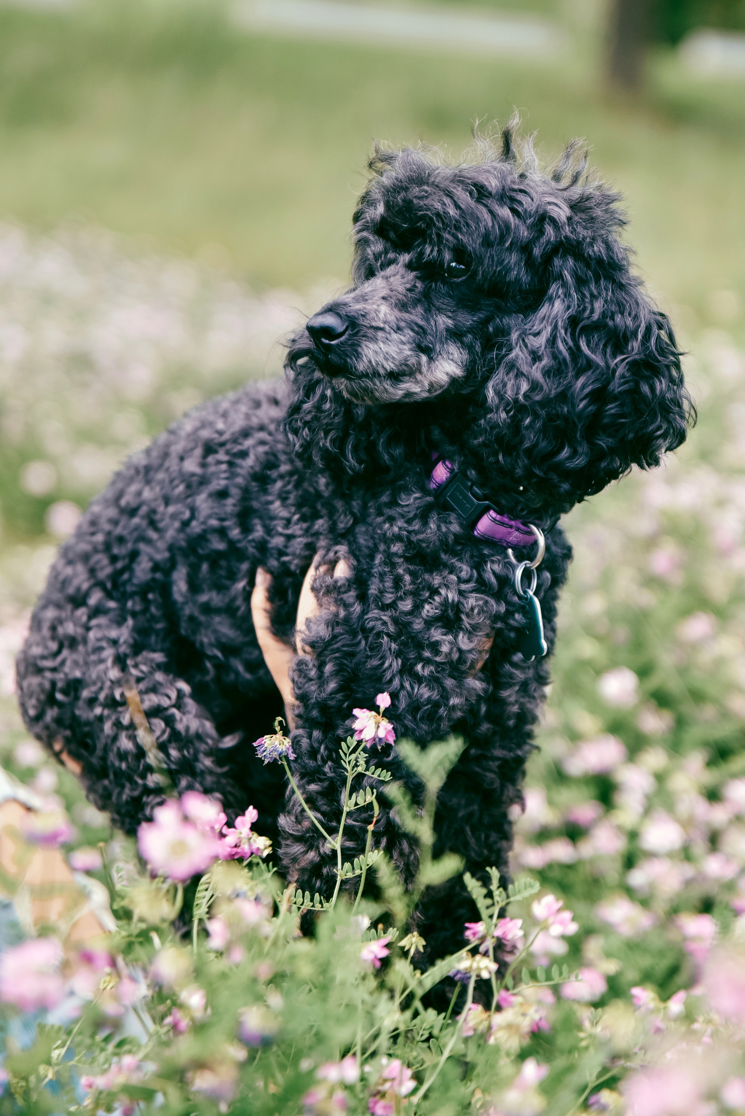 Iulia and Jerry. Photographer Katia Velich Toronto Oakville GTA