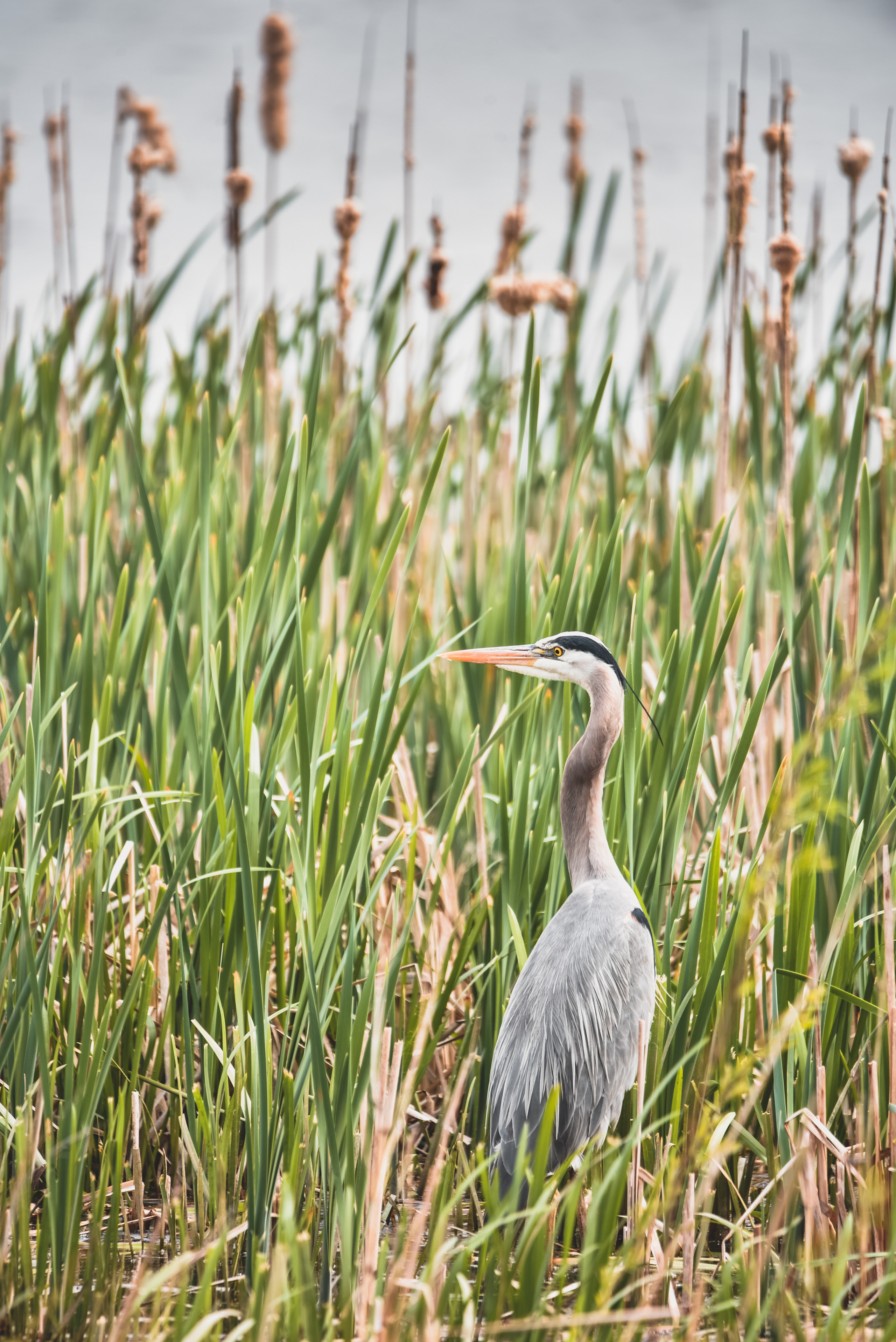 Nature. Photographer Katia Velich Toronto Oakville GTA