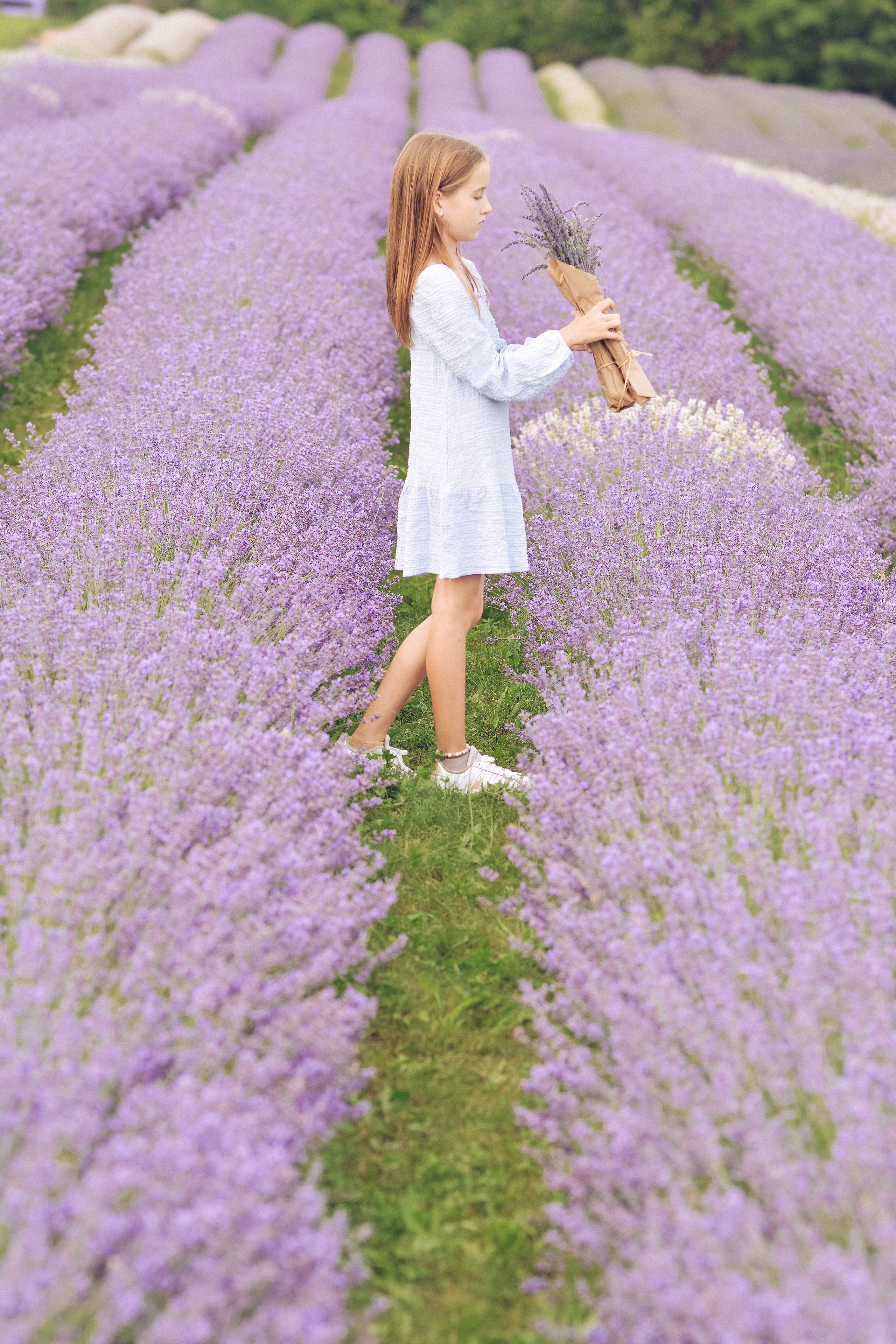 Lavender Farms, Ontario. Photographer Katia Velich Toronto Oakville GTA