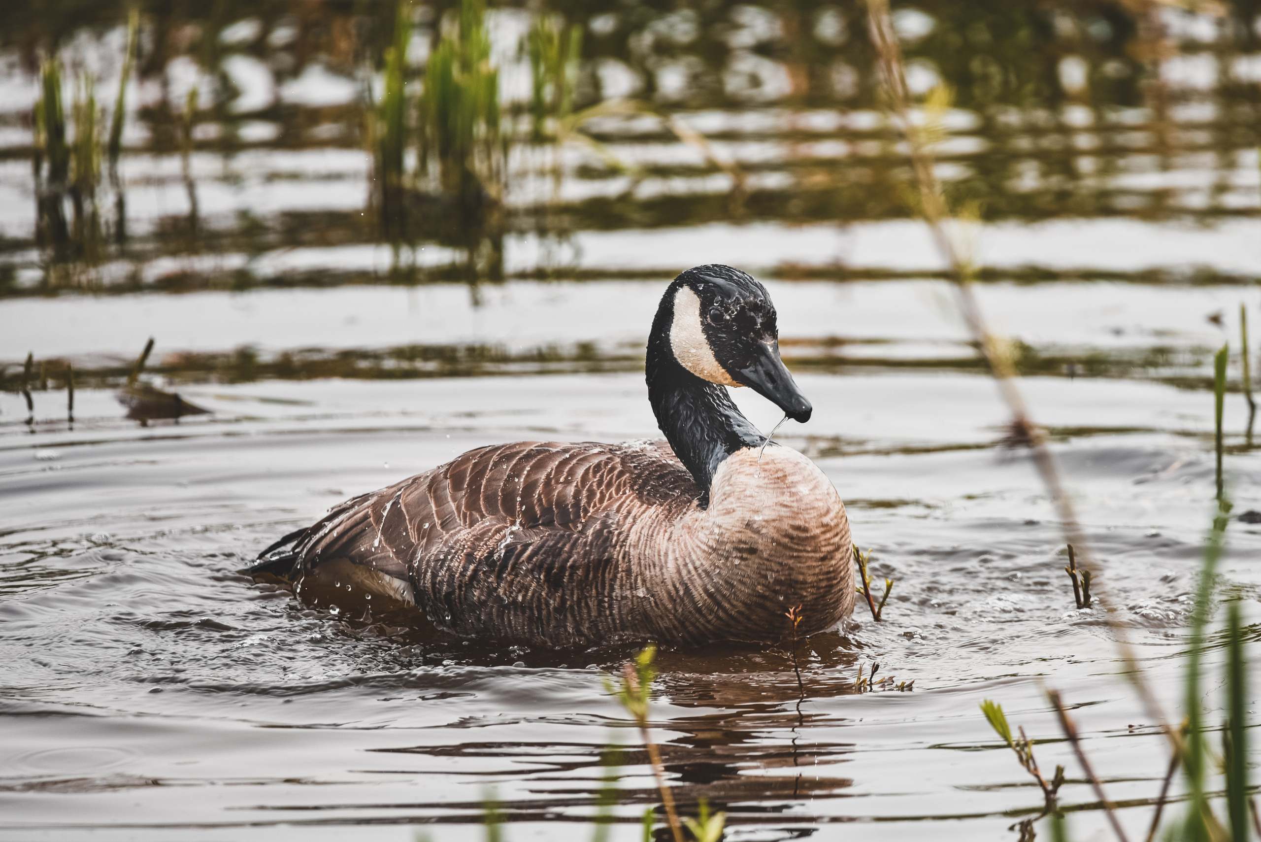 Nature. Photographer Katia Velich Toronto Oakville GTA