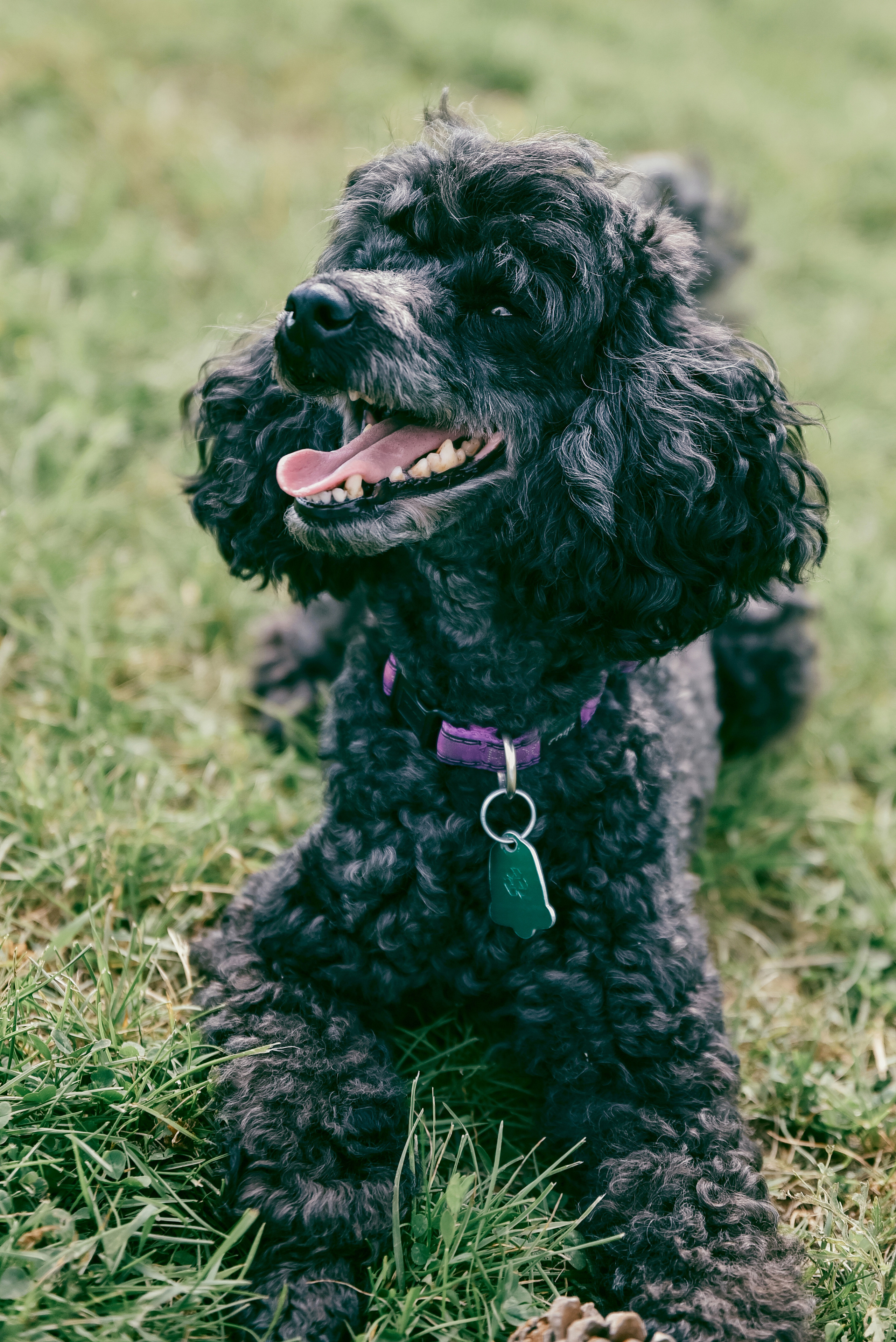 Iulia and Jerry. Photographer Katia Velich Toronto Oakville GTA