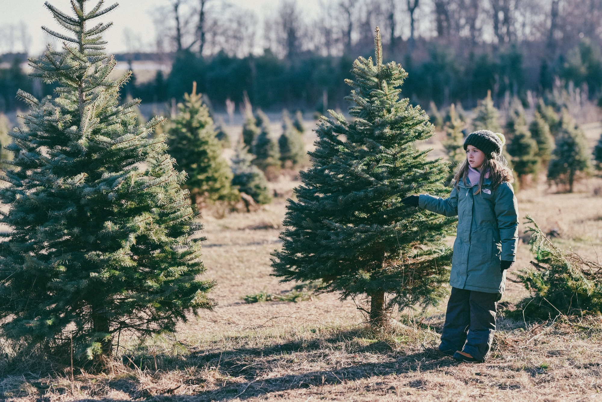 Christmas photo session, tree farm Ontario. Photographer Katia Velich Toronto Oakville GTA