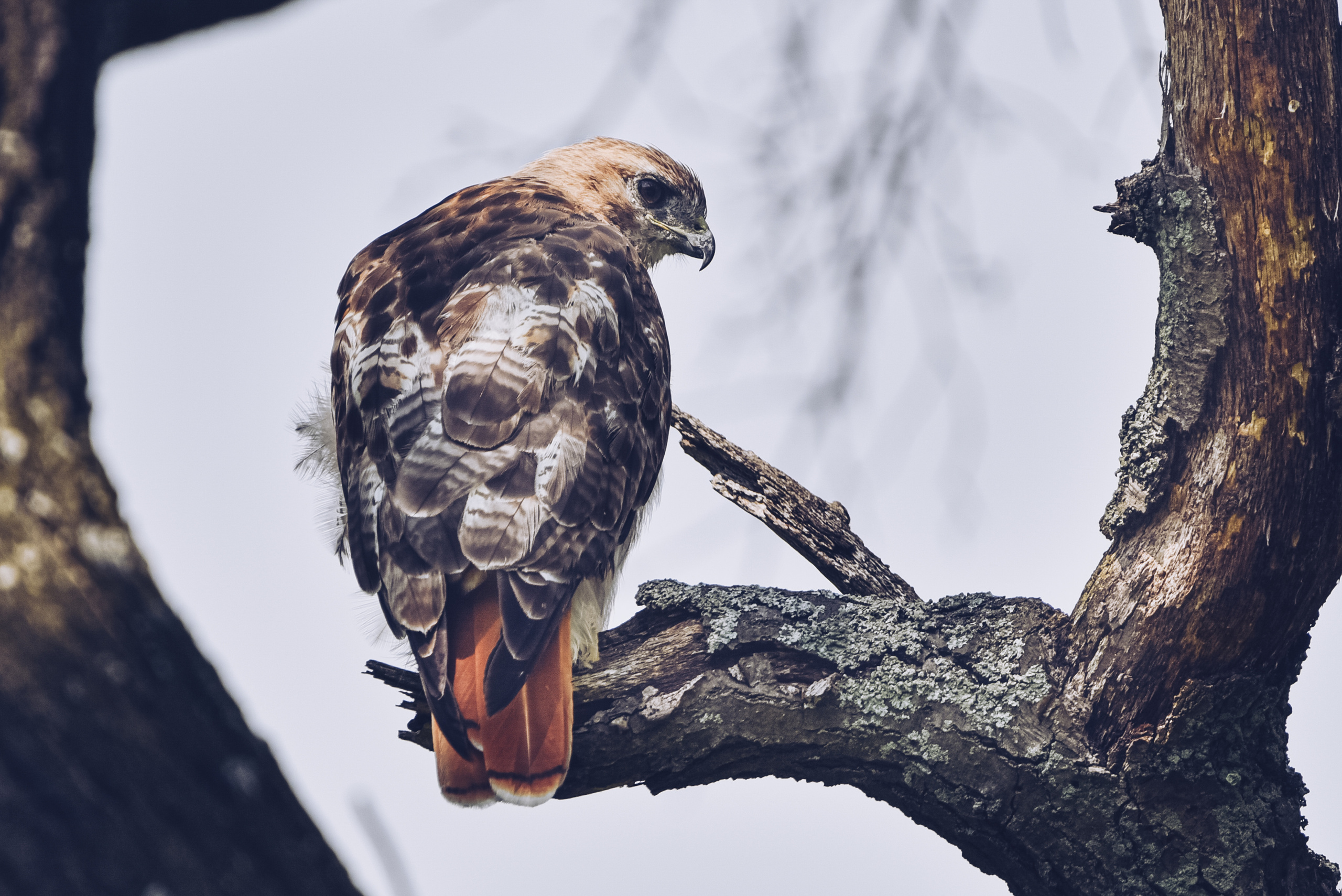 Nature. Photographer Katia Velich Toronto Oakville GTA