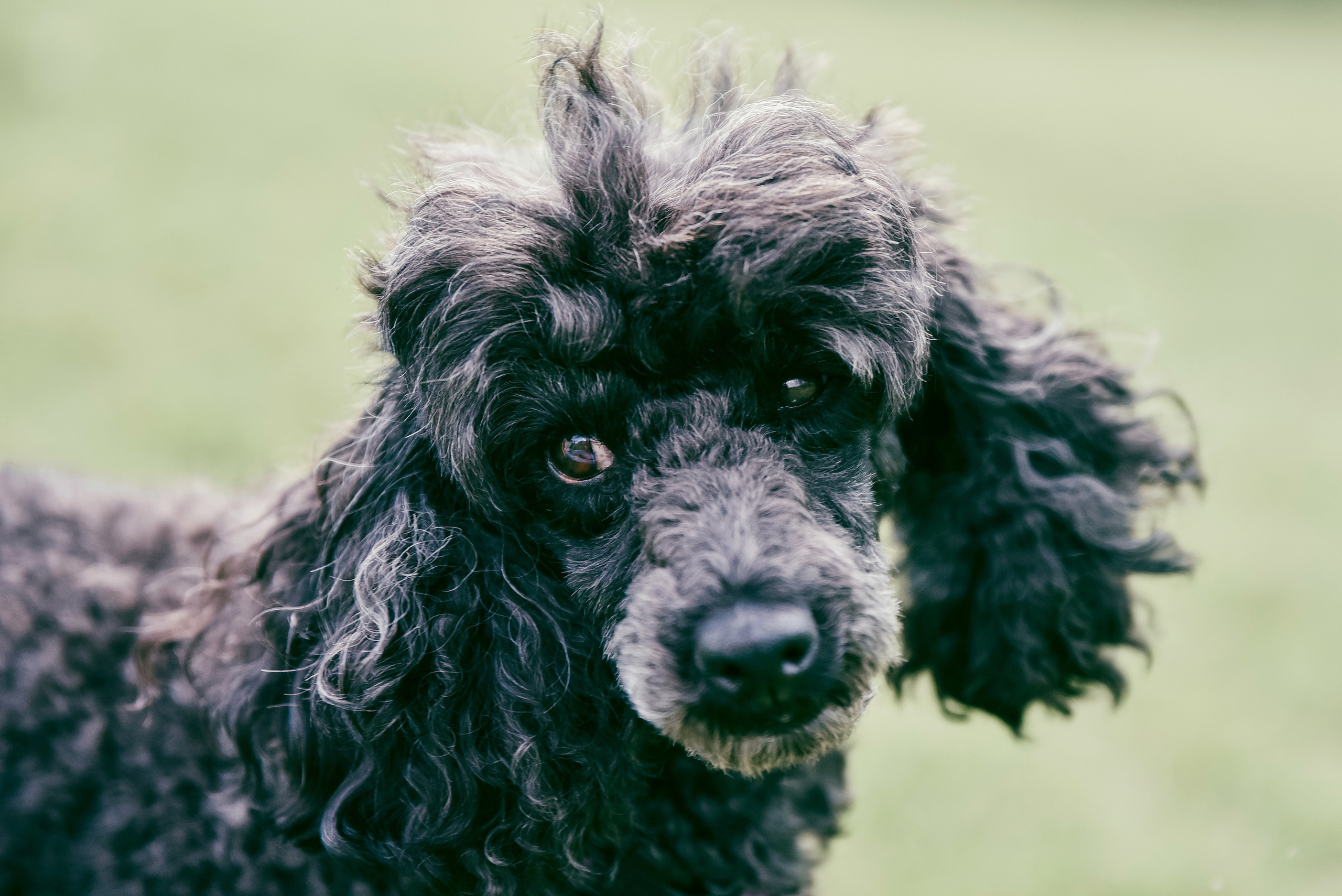 Iulia and Jerry. Photographer Katia Velich Toronto Oakville GTA