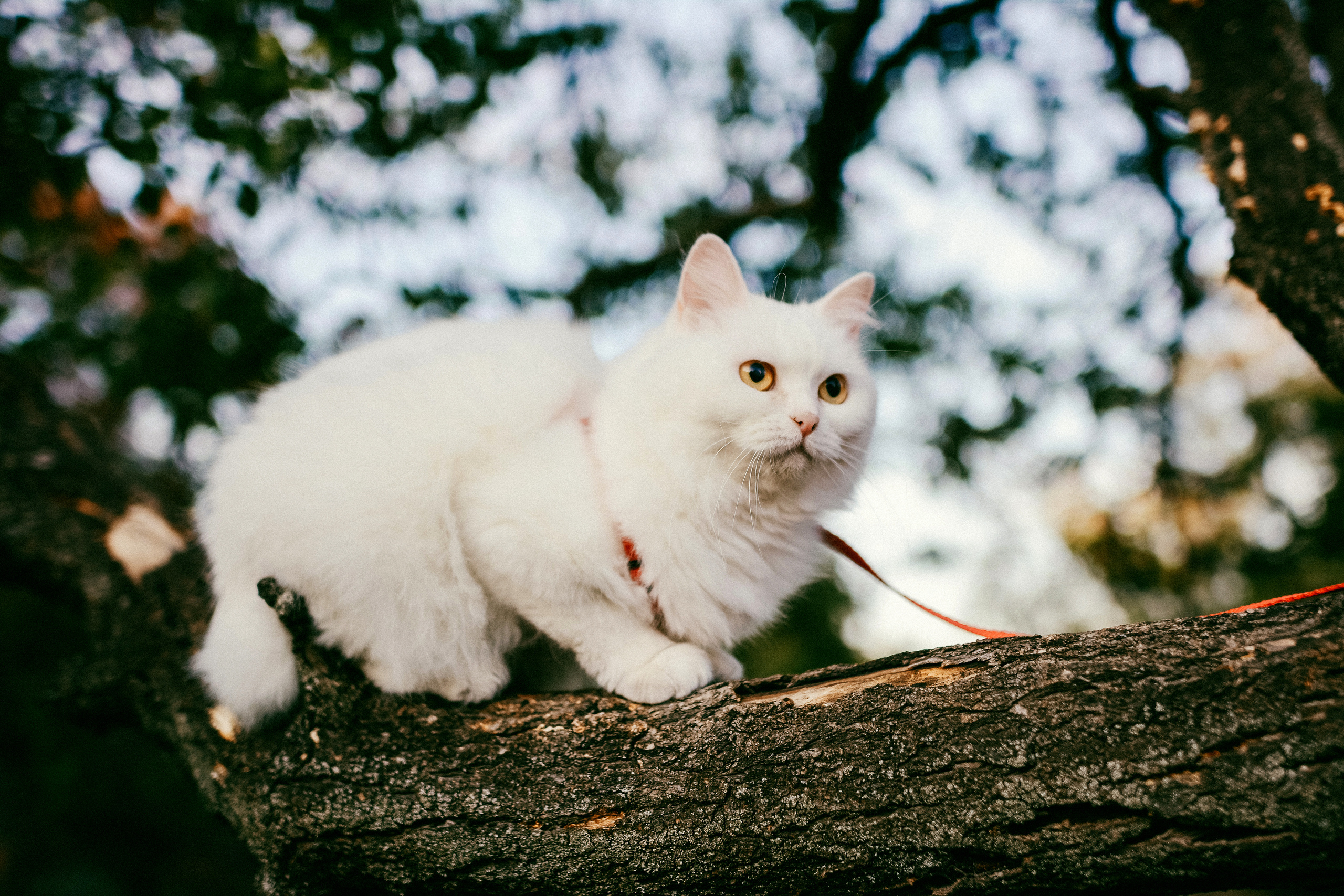 Аглая и Аляска. Семейный и детский фотограф в Киеве Катерина Величко