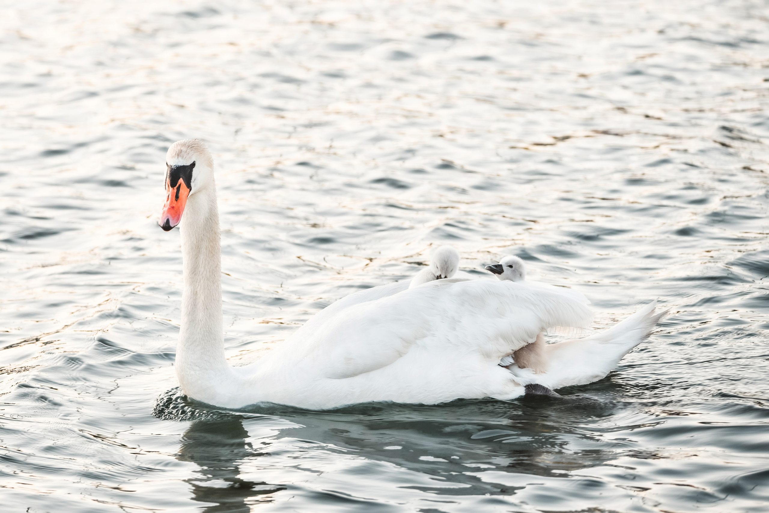 Nature. Photographer Katia Velich Toronto Oakville GTA