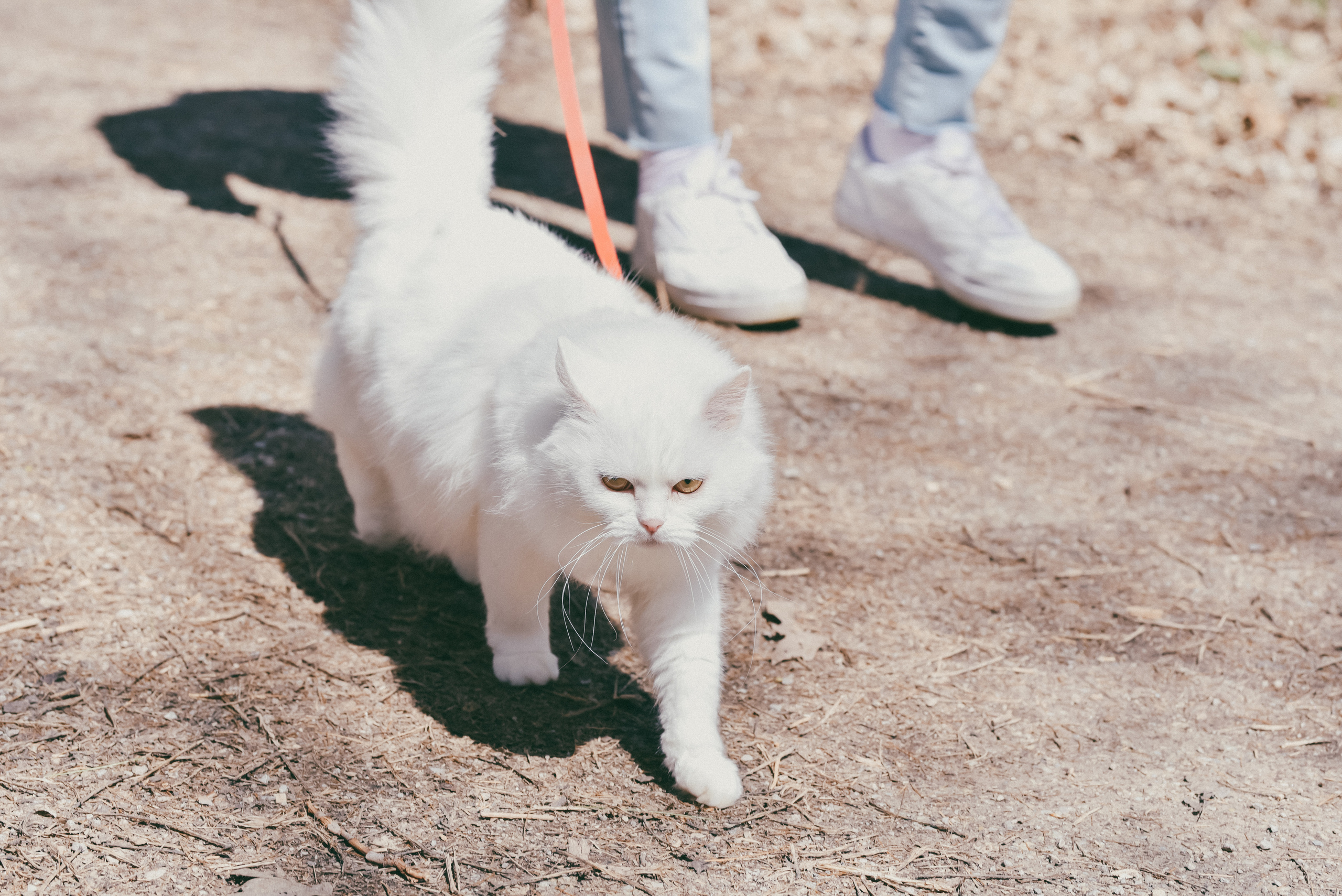 Morrison Valley South, Oakville, Ontario. Photographer Katia Velich Toronto Oakville GTA