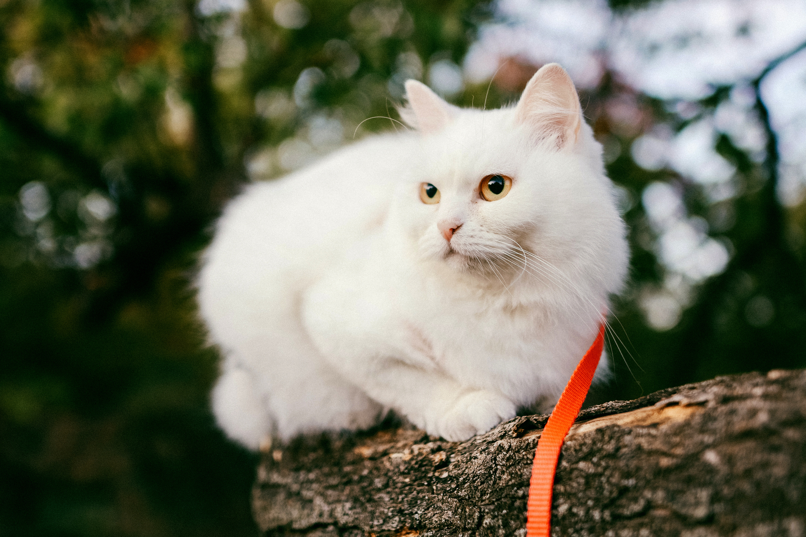 Аглая и Аляска. Семейный и детский фотограф в Киеве Катерина Величко