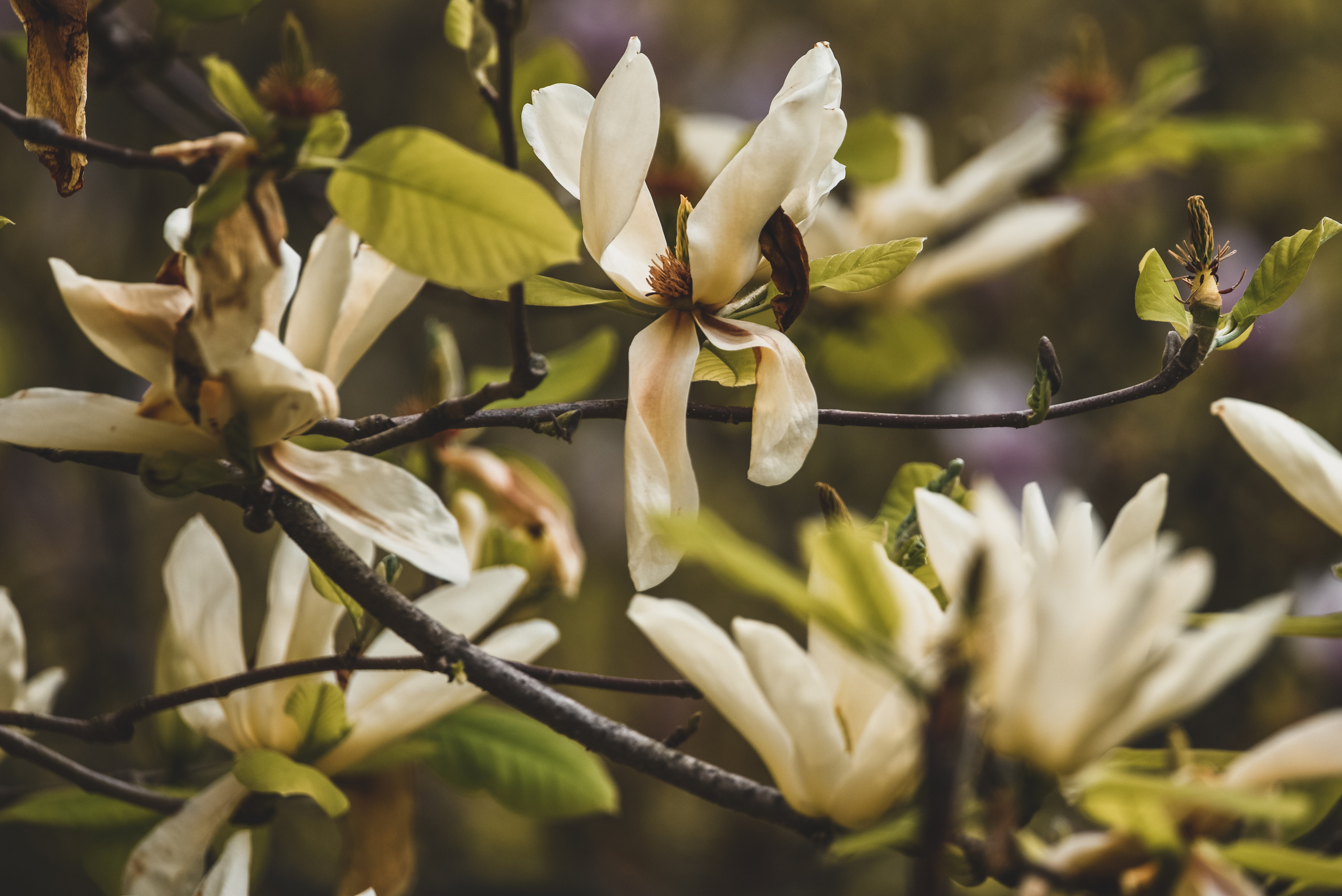 Nature. Photographer Katia Velich Toronto Oakville GTA