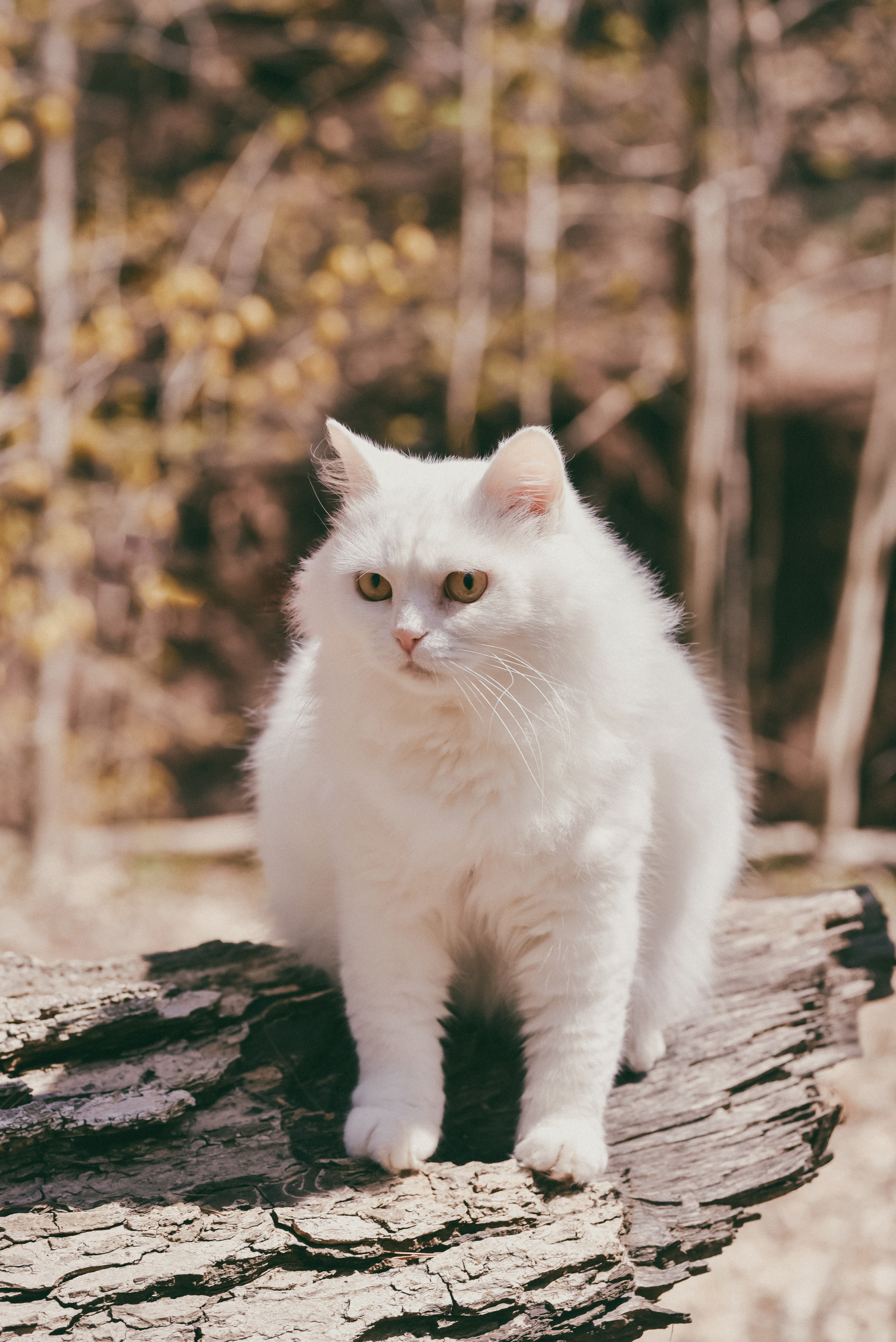 Morrison Valley South, Oakville, Ontario. Photographer Katia Velich Toronto Oakville GTA