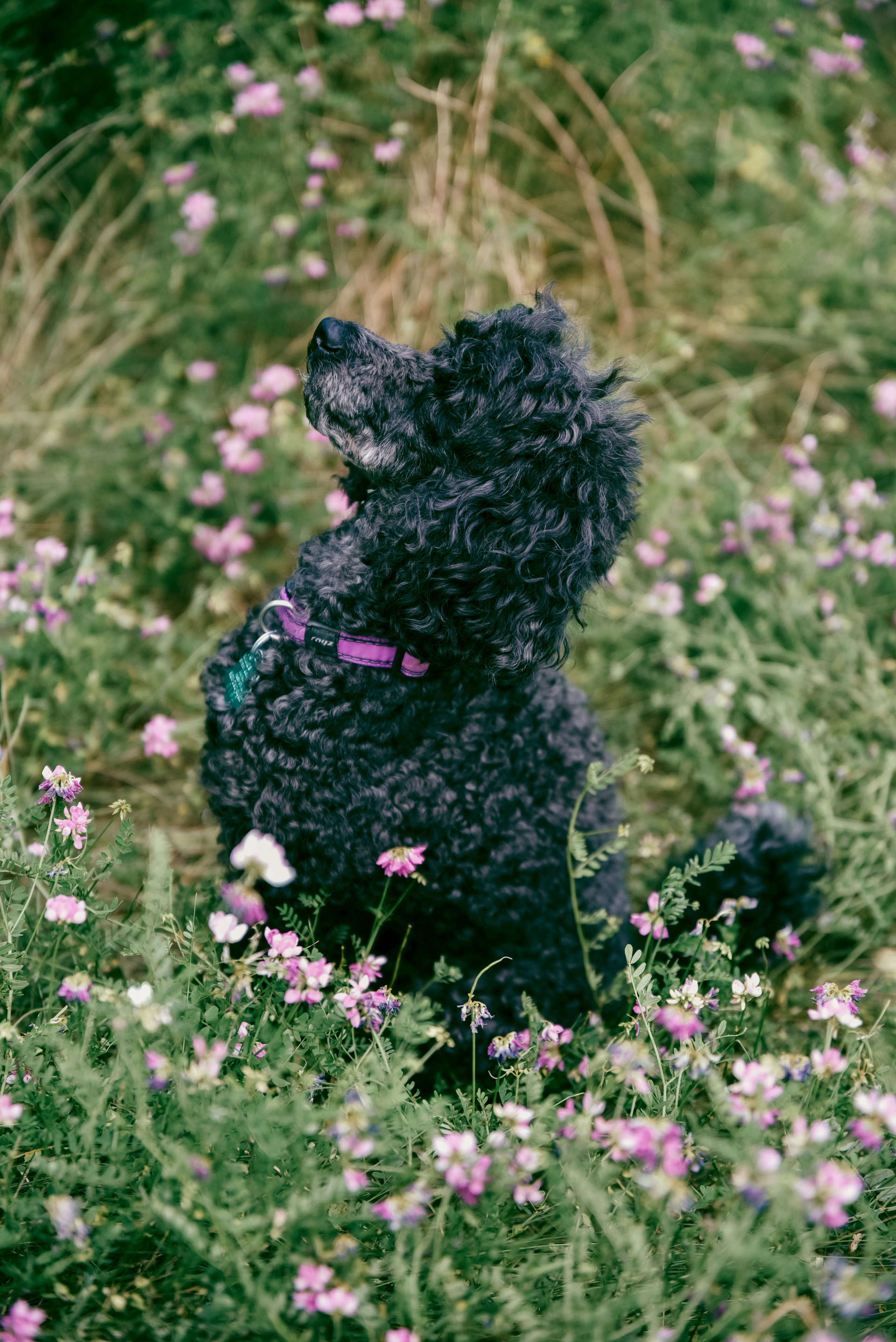 Iulia and Jerry. Photographer Katia Velich Toronto Oakville GTA