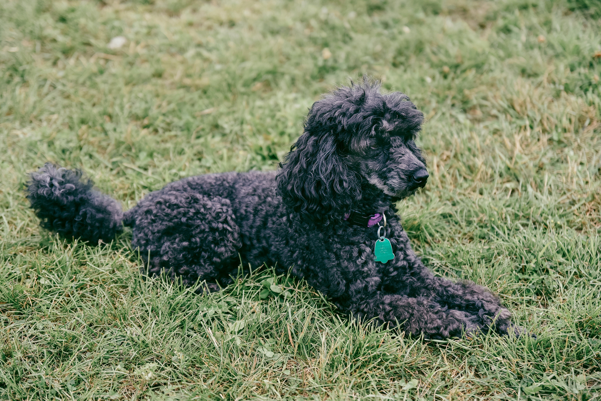 Iulia and Jerry. Photographer Katia Velich Toronto Oakville GTA