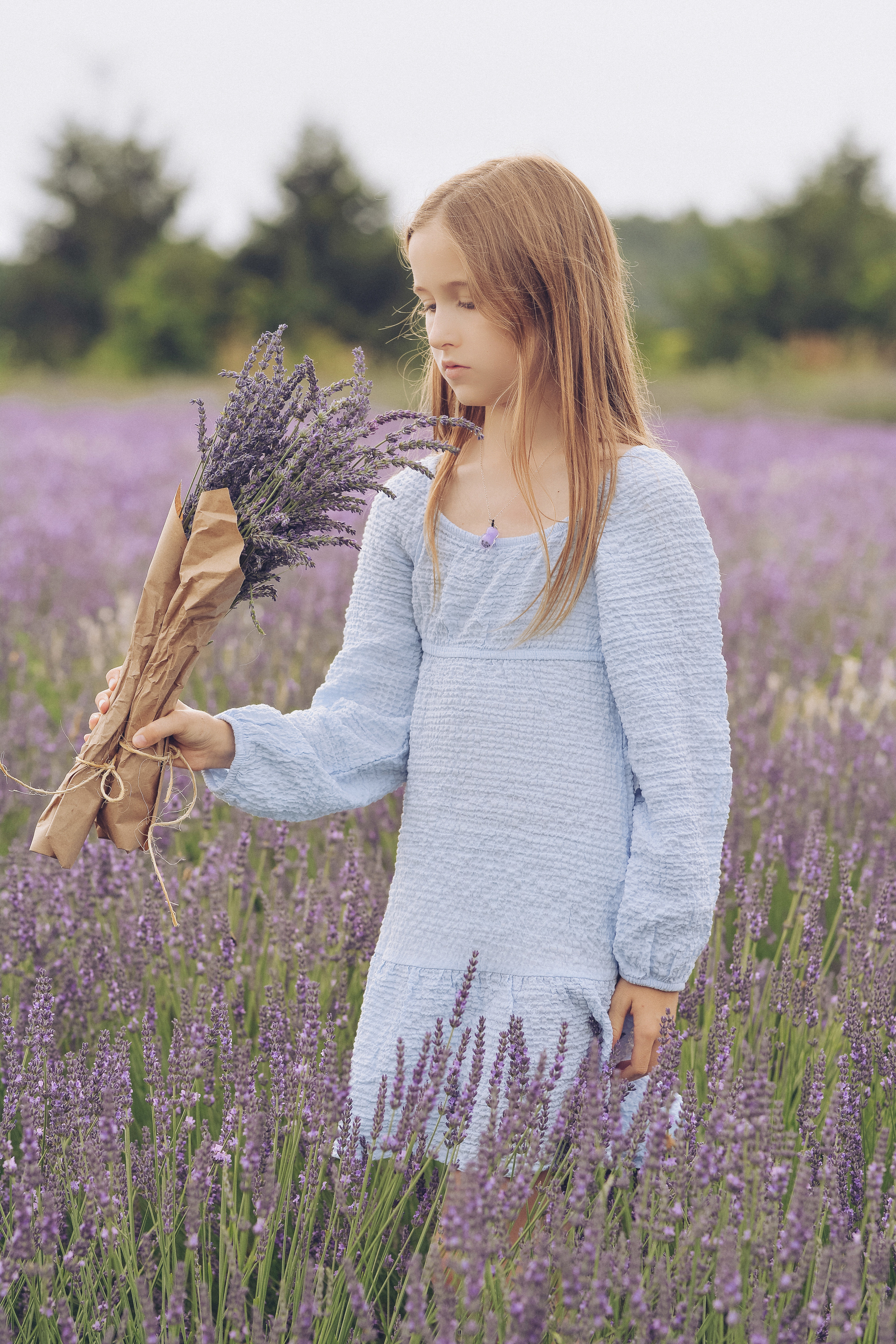 Lavender Farms, Ontario. Photographer Katia Velich Toronto Oakville GTA