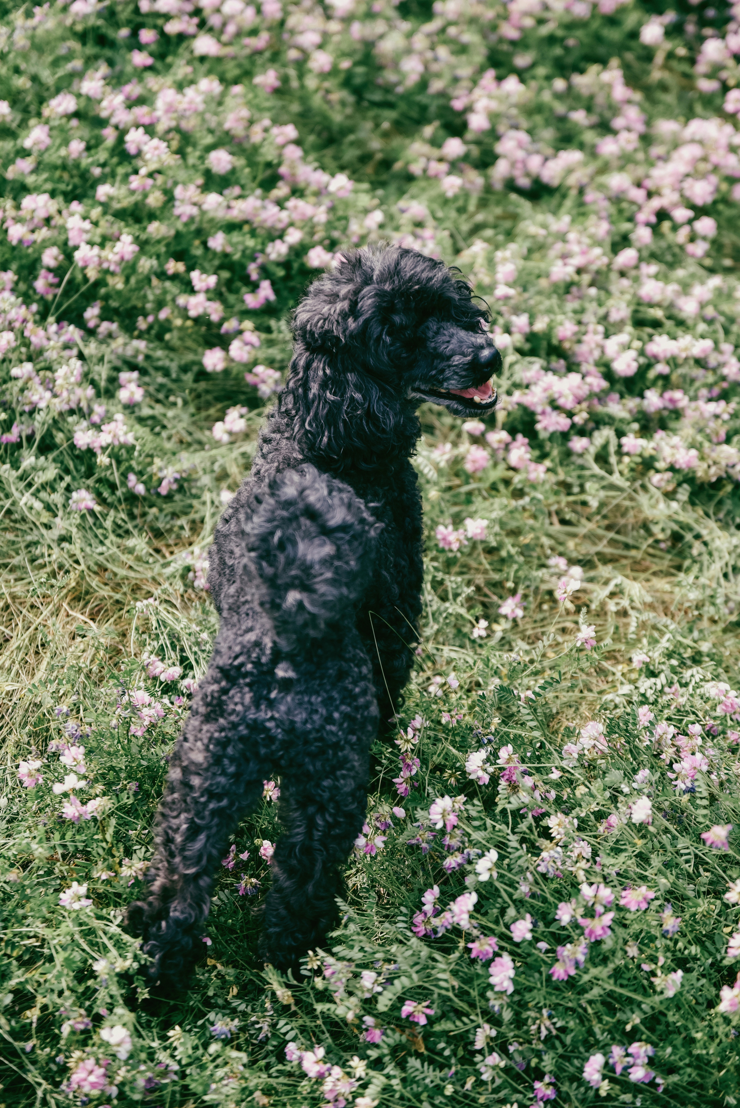 Iulia and Jerry. Photographer Katia Velich Toronto Oakville GTA