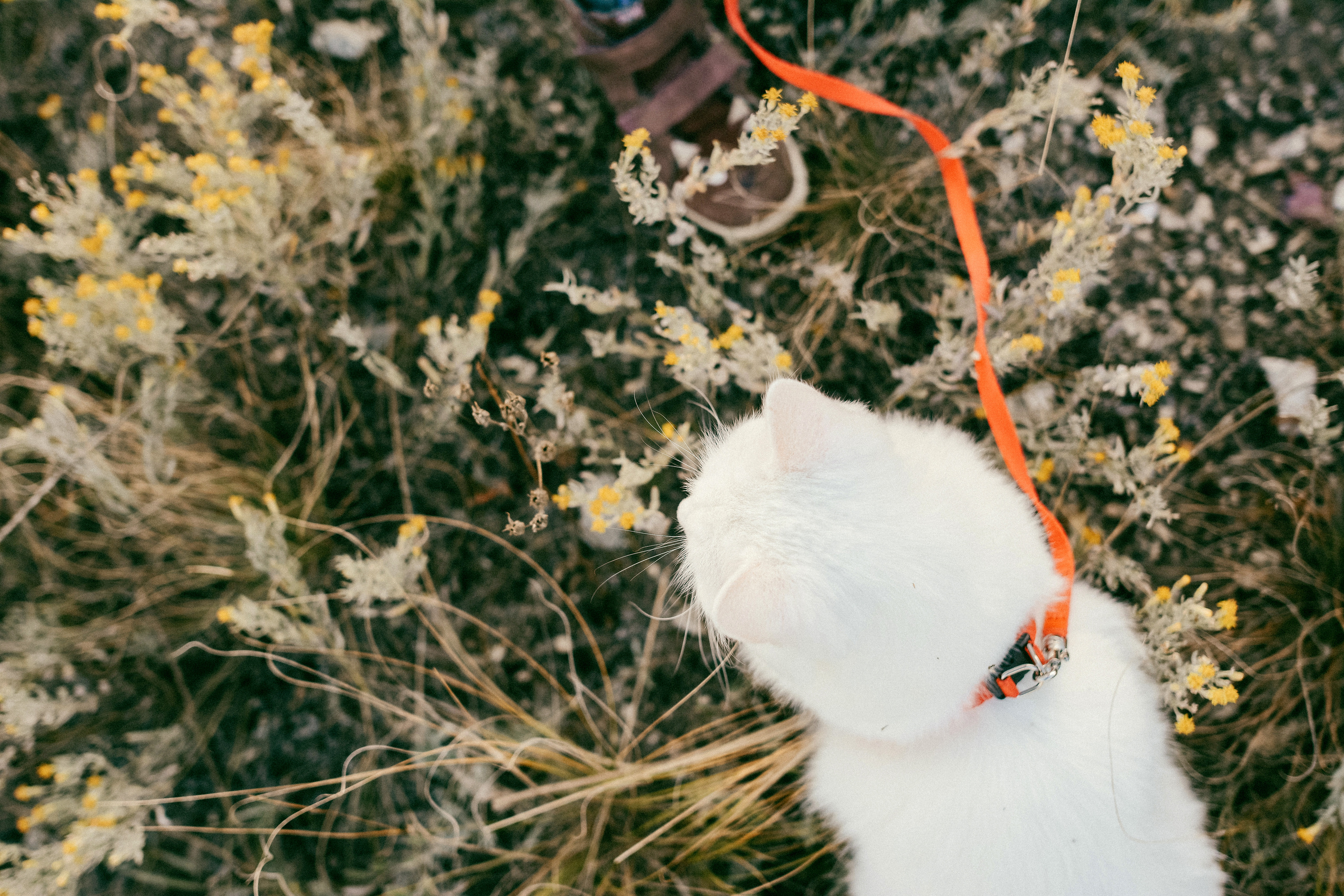 Аглая и Аляска. Семейный и детский фотограф в Киеве Катерина Величко