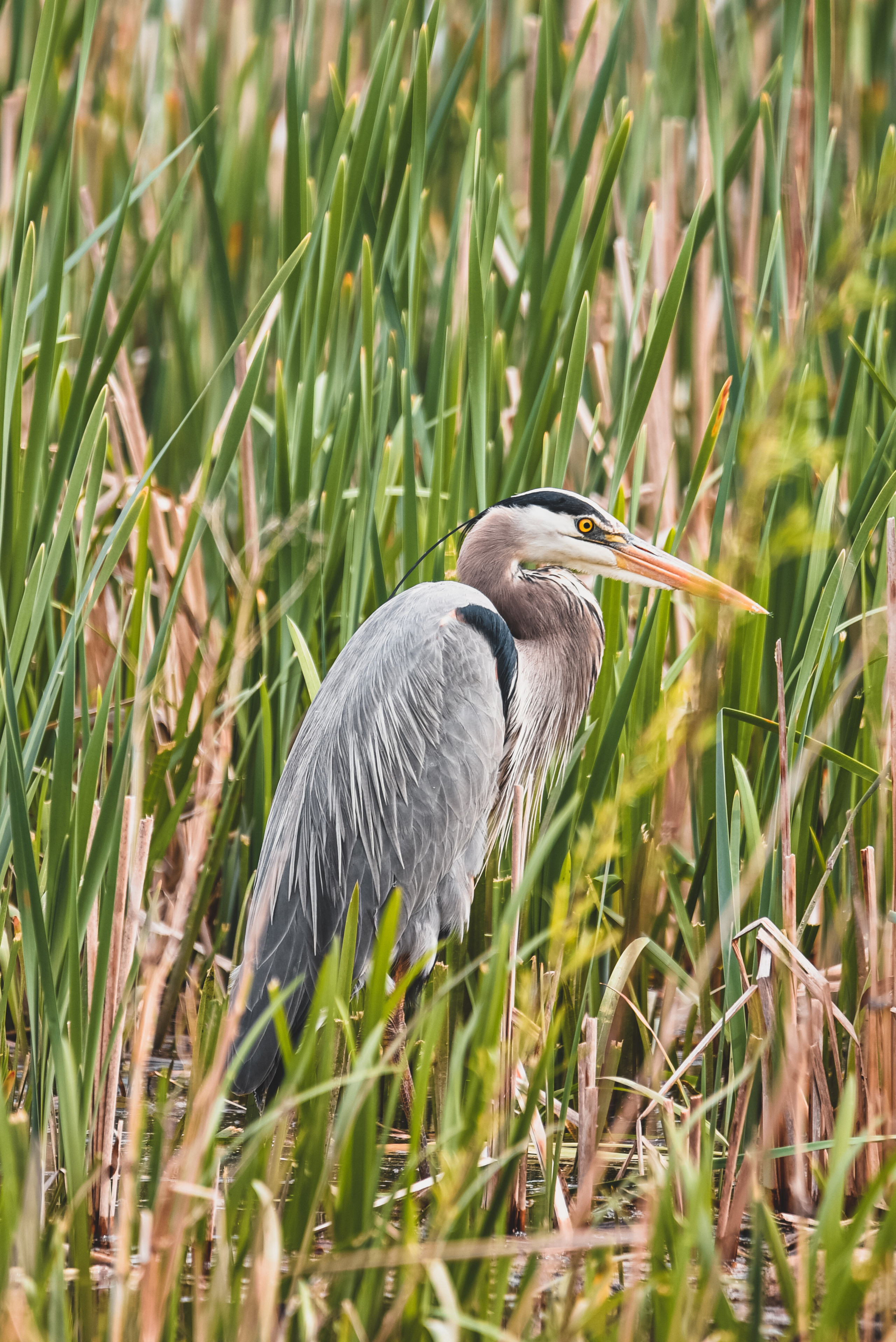 Nature. Photographer Katia Velich Toronto Oakville GTA
