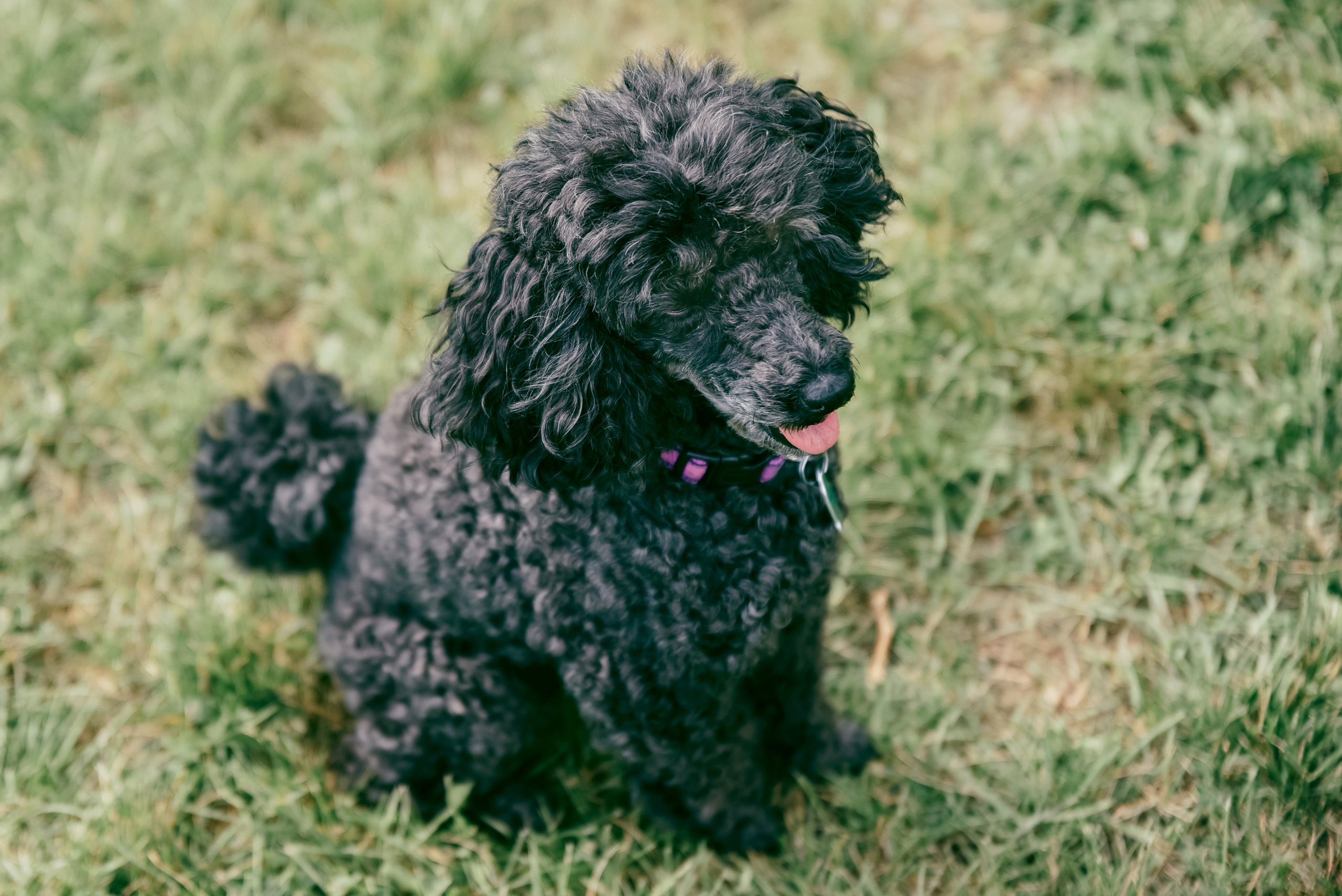 Iulia and Jerry. Photographer Katia Velich Toronto Oakville GTA
