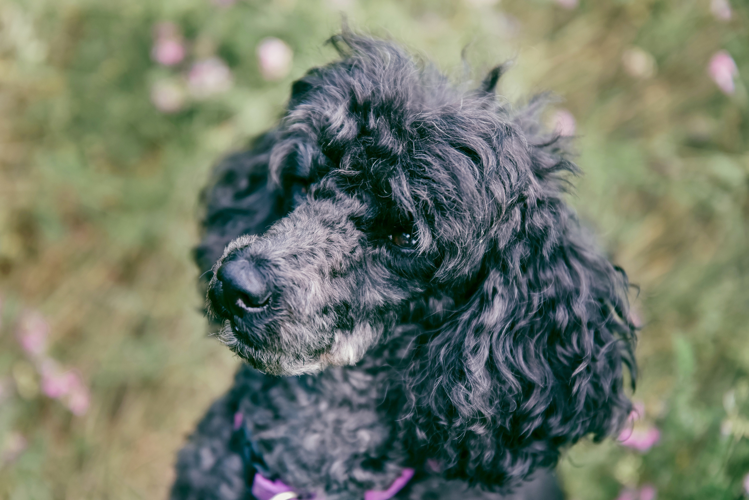 Iulia and Jerry. Photographer Katia Velich Toronto Oakville GTA