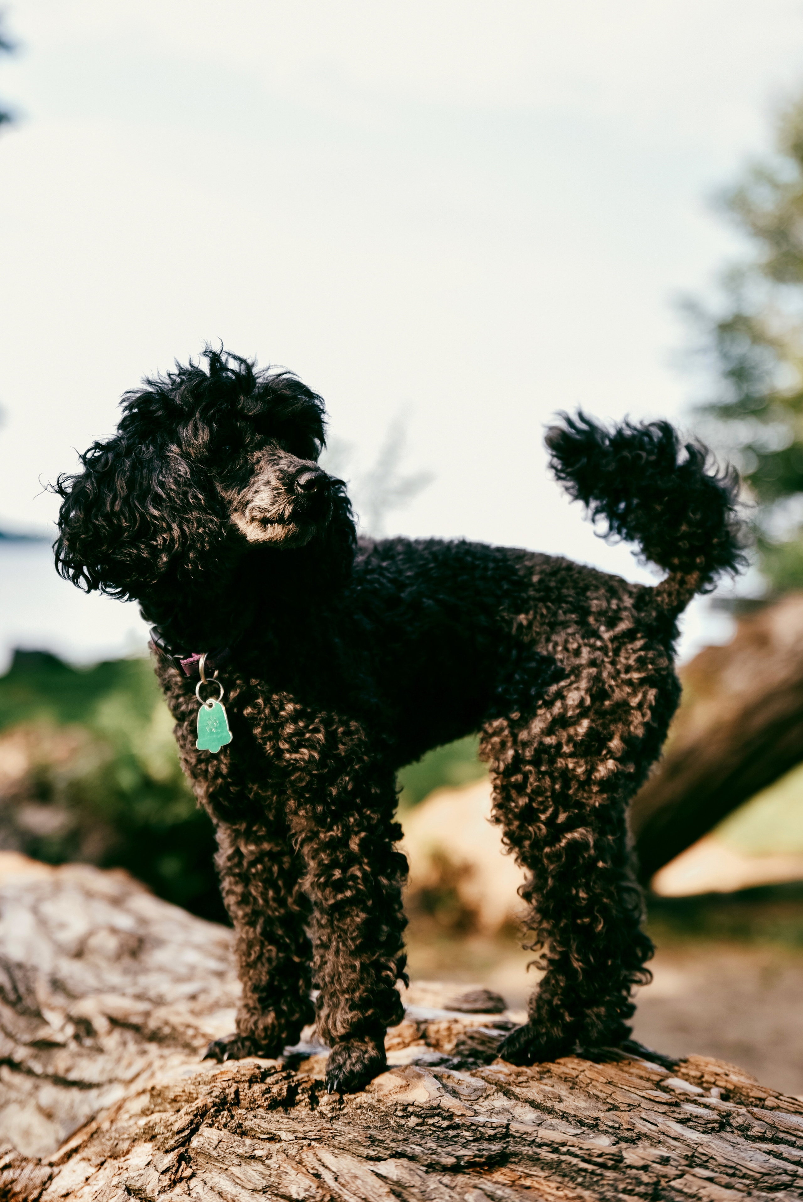 Iulia and Jerry. Photographer Katia Velich Toronto Oakville GTA