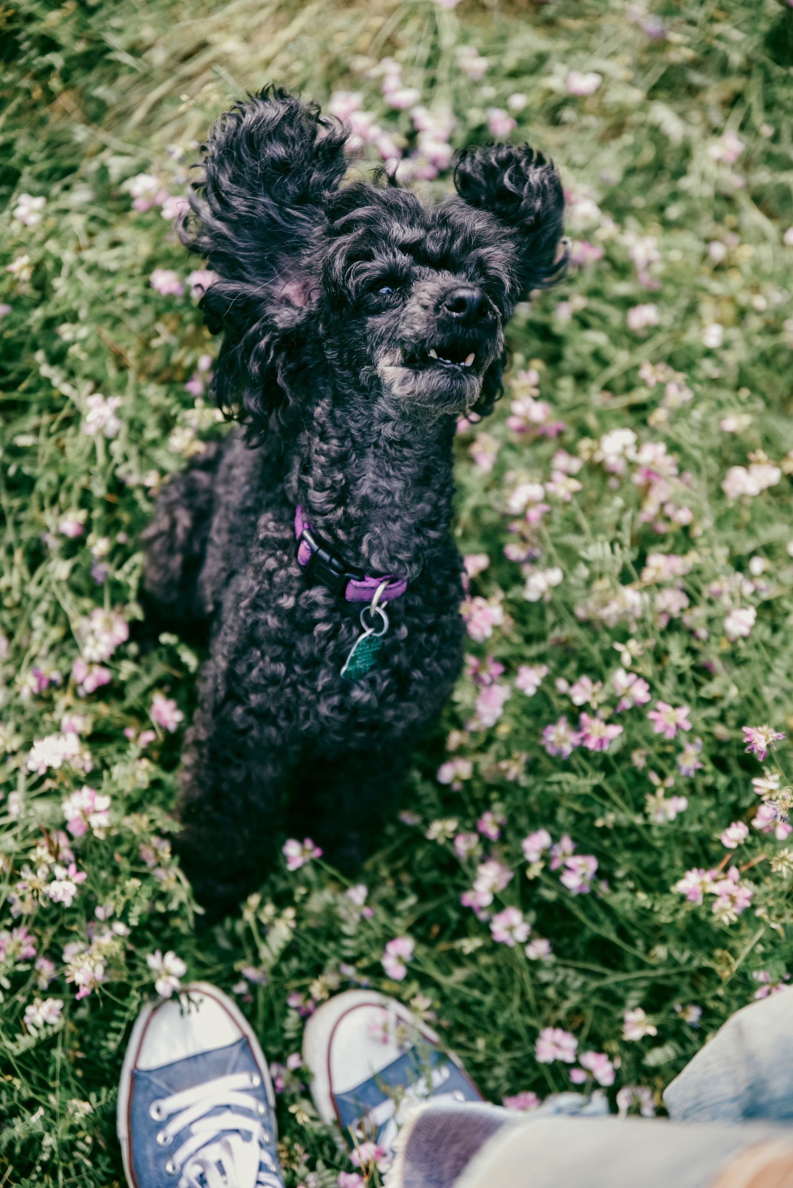 Iulia and Jerry. Photographer Katia Velich Toronto Oakville GTA