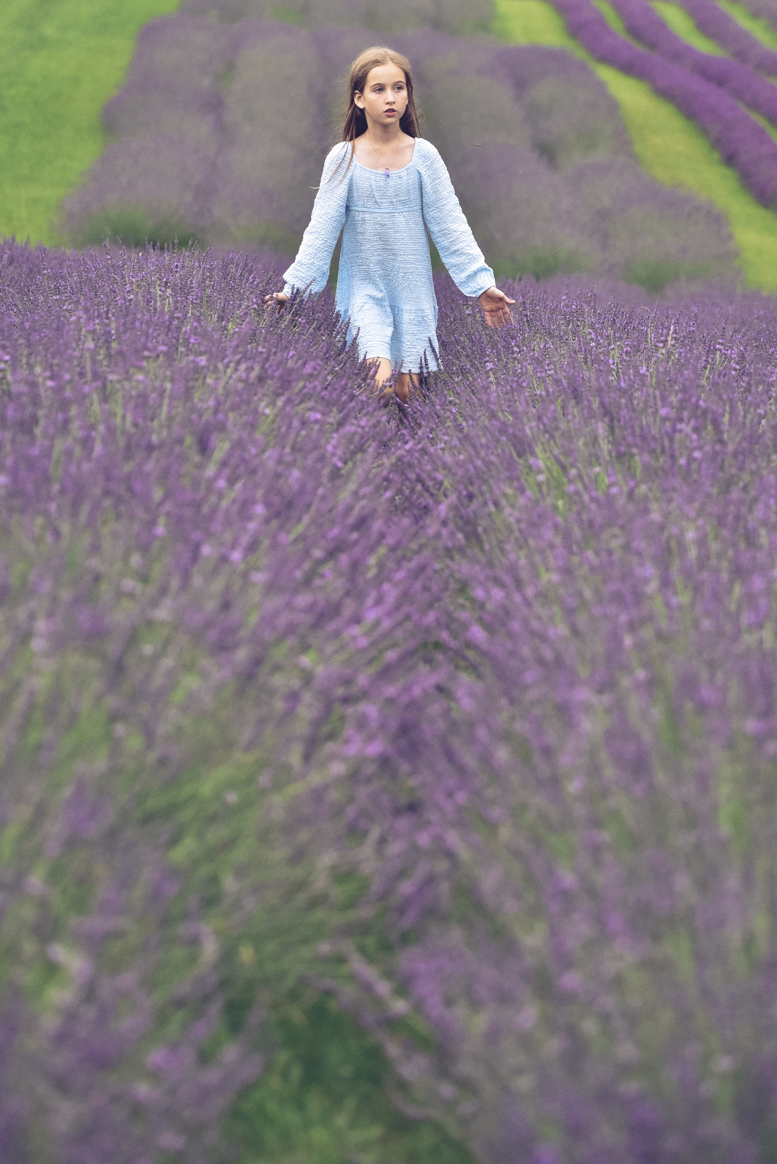 Lavender Farms, Ontario. Photographer Katia Velich Toronto Oakville GTA