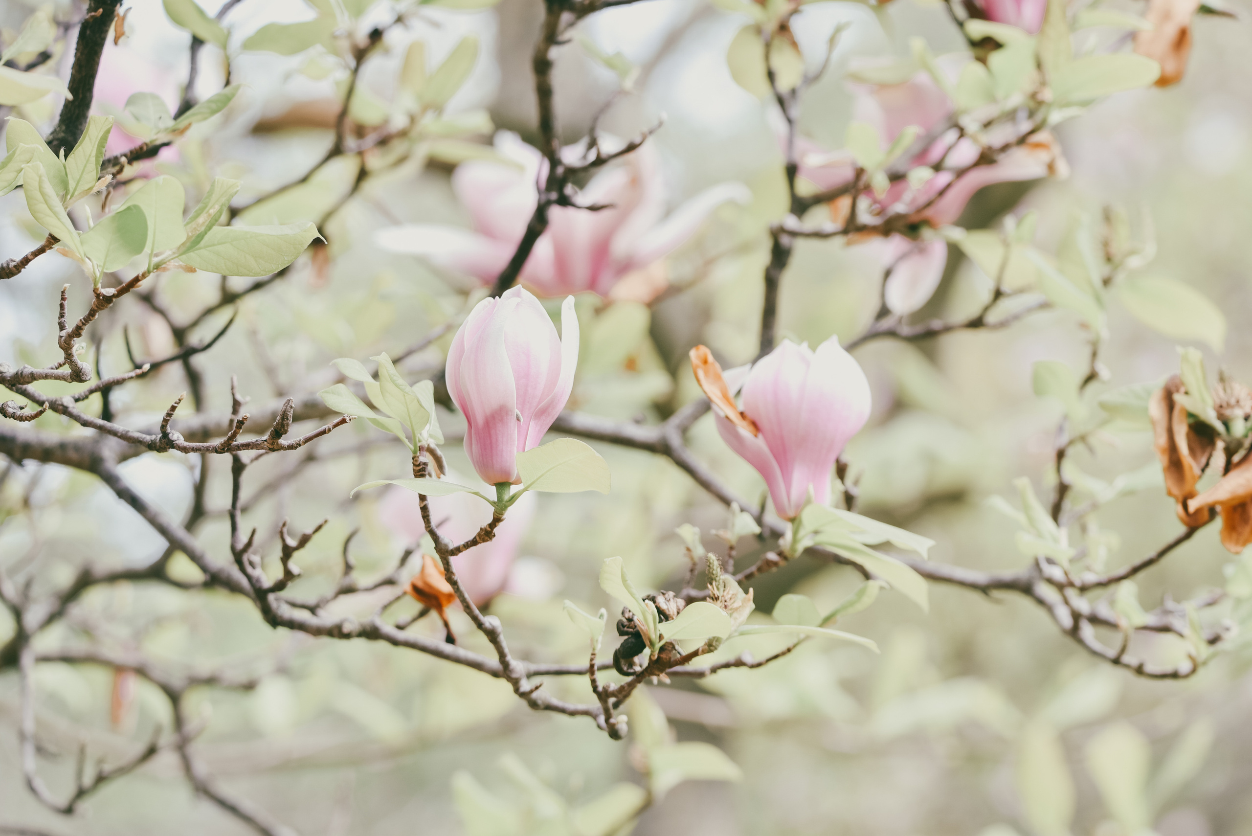 Nature. Photographer Katia Velich Toronto Oakville GTA