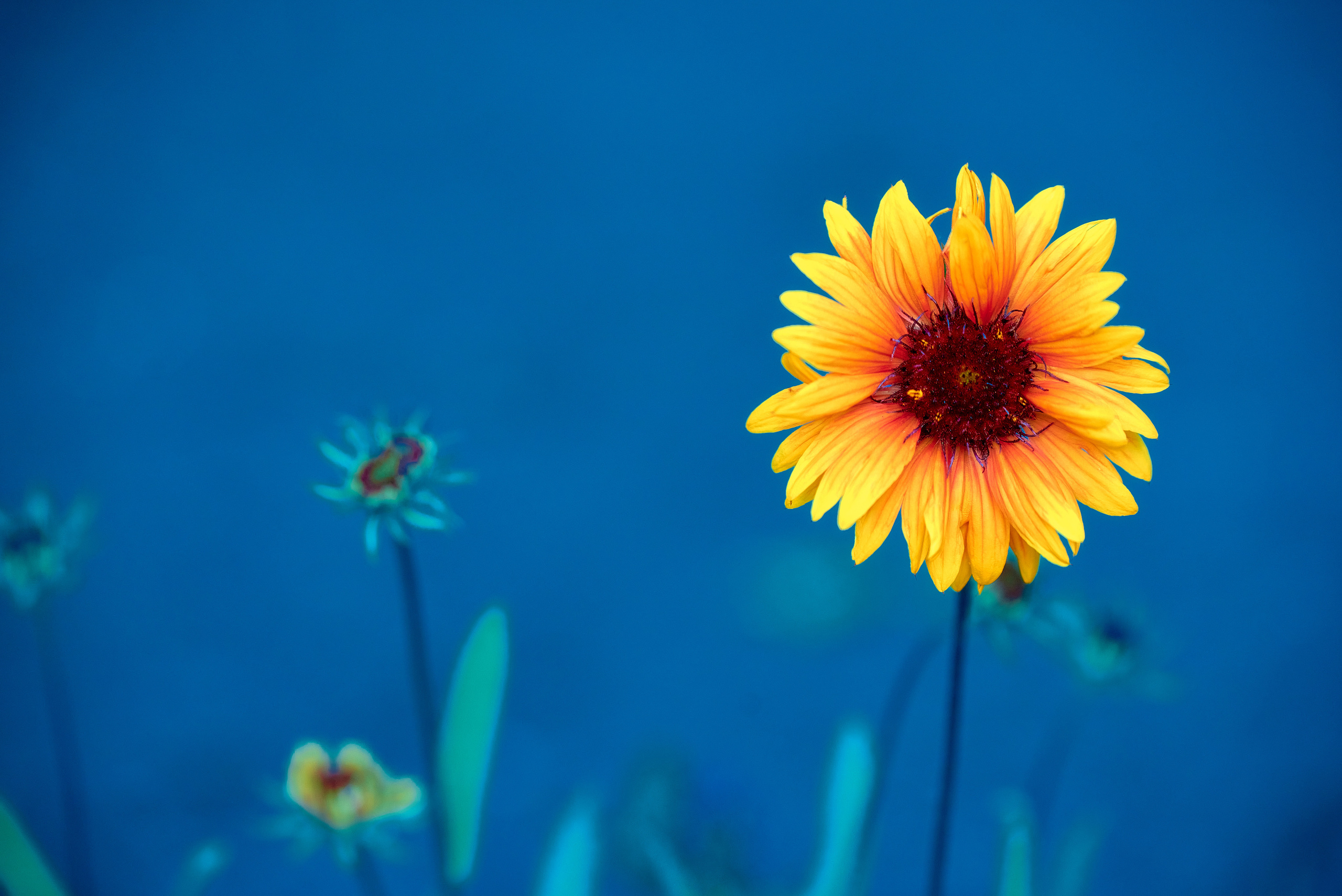 Лето и Цветы. Профессиональный Фотограф Халемонец Андрей в Кривой Рог Днепр Украина