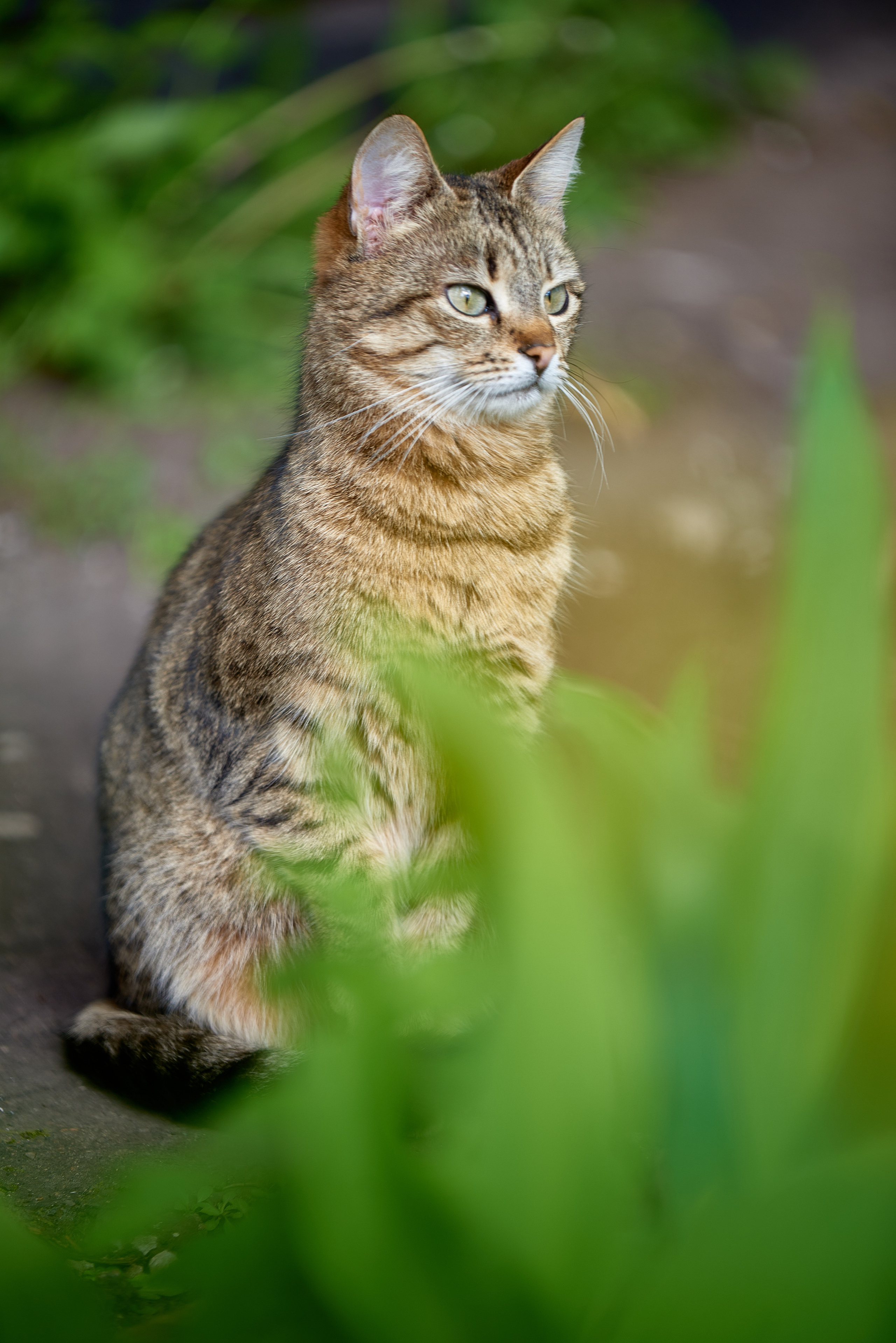 Кошачья Жизнь в фотографиях. Профессиональный Фотограф Халемонец Андрей в Кривой Рог Днепр Украина