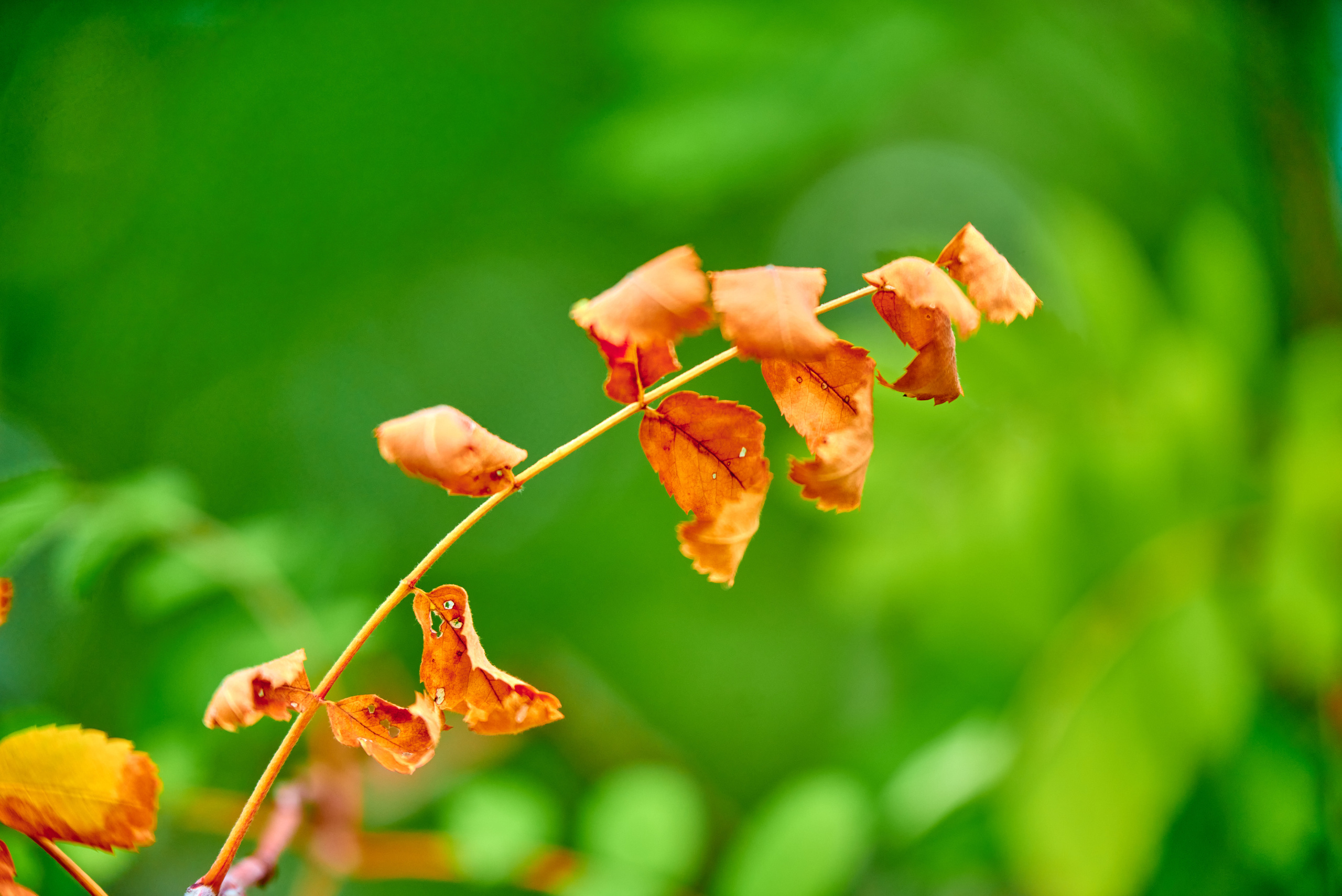 Вечерняя прогулка. Профессиональный Фотограф Халемонец Андрей в Кривой Рог Днепр Украина