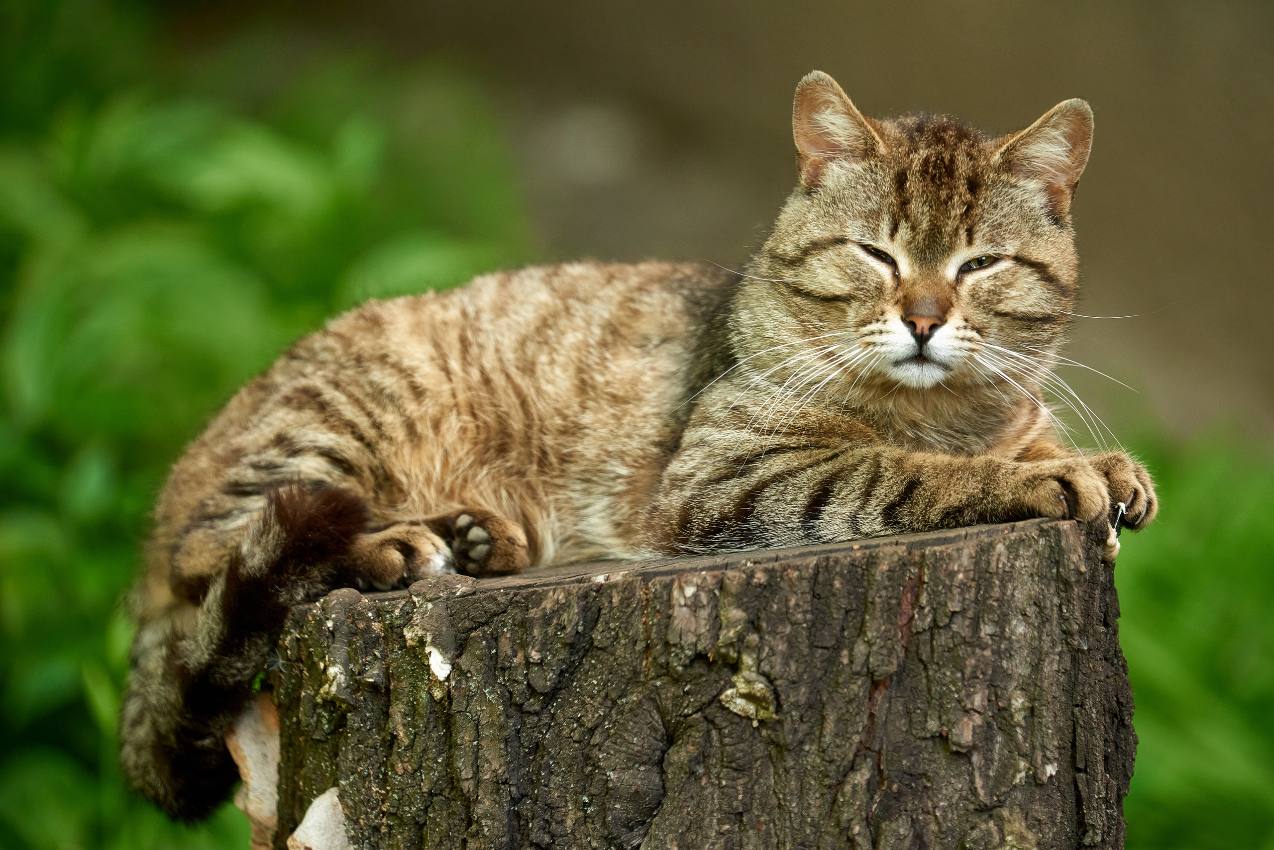 Кошачья Жизнь в фотографиях. Профессиональный Фотограф Халемонец Андрей в Кривой Рог Днепр Украина