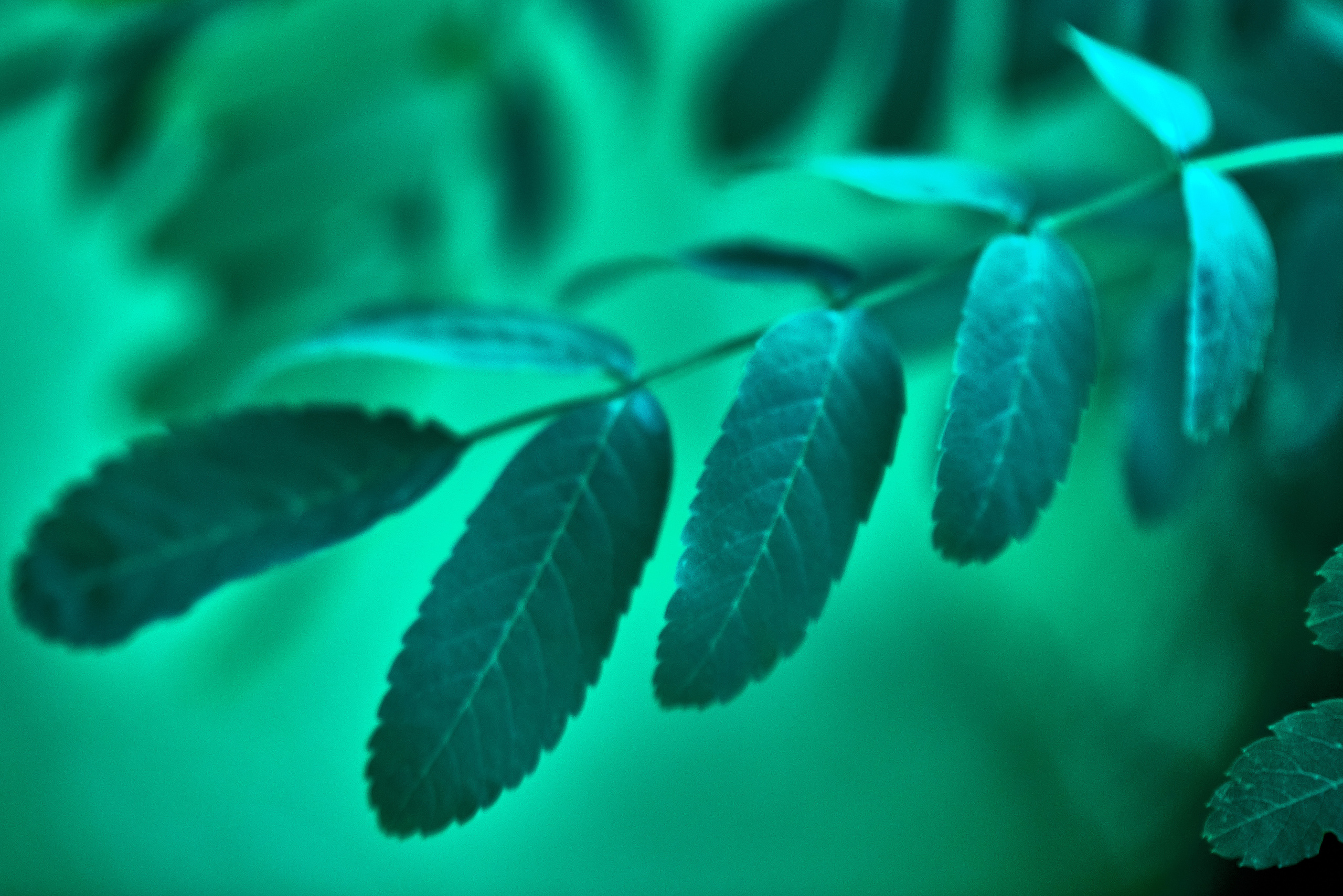 зеленая листва в мятных тонах.