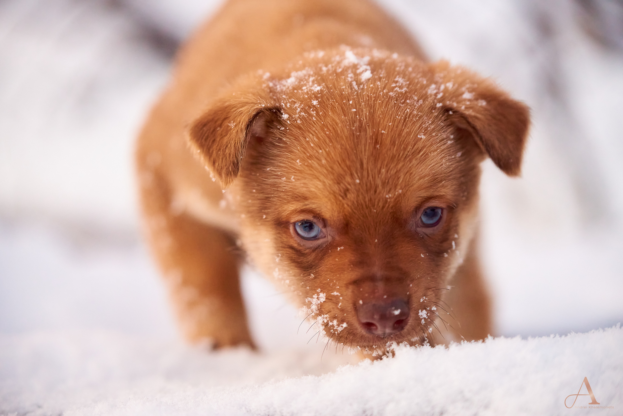 Зимнее утро. Профессиональный Фотограф Халемонец Андрей в Кривой Рог Днепр Украина