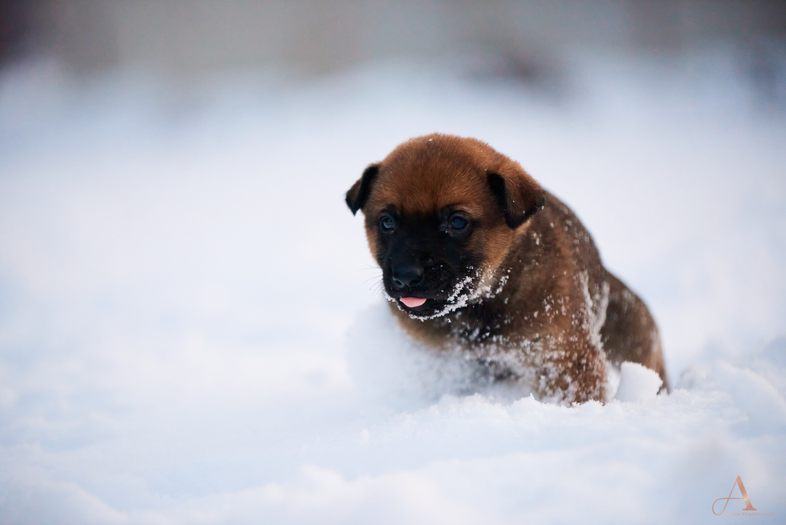Зимнее утро. Профессиональный Фотограф Халемонец Андрей в Кривой Рог Днепр Украина