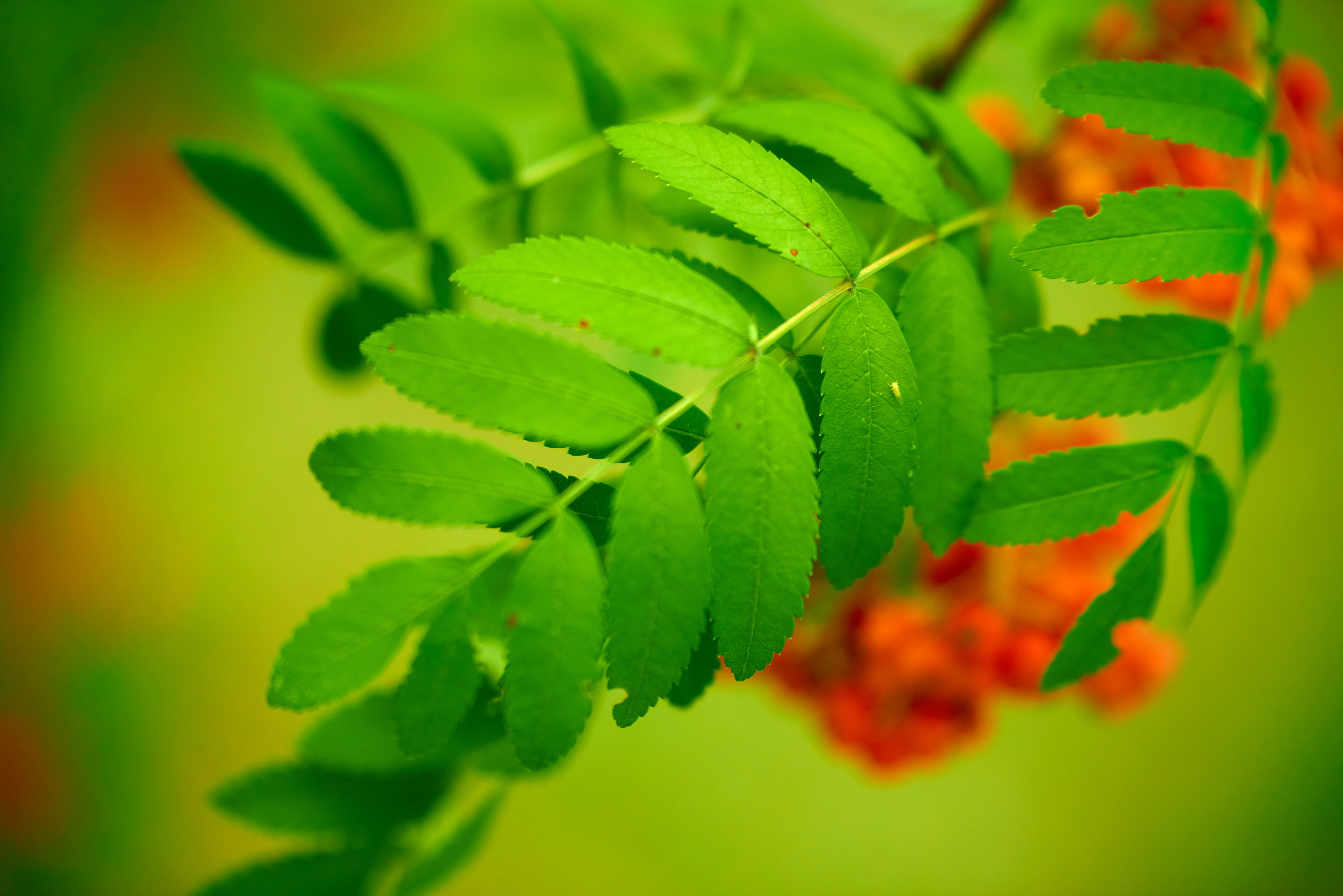 зеленая листва крупным планом.