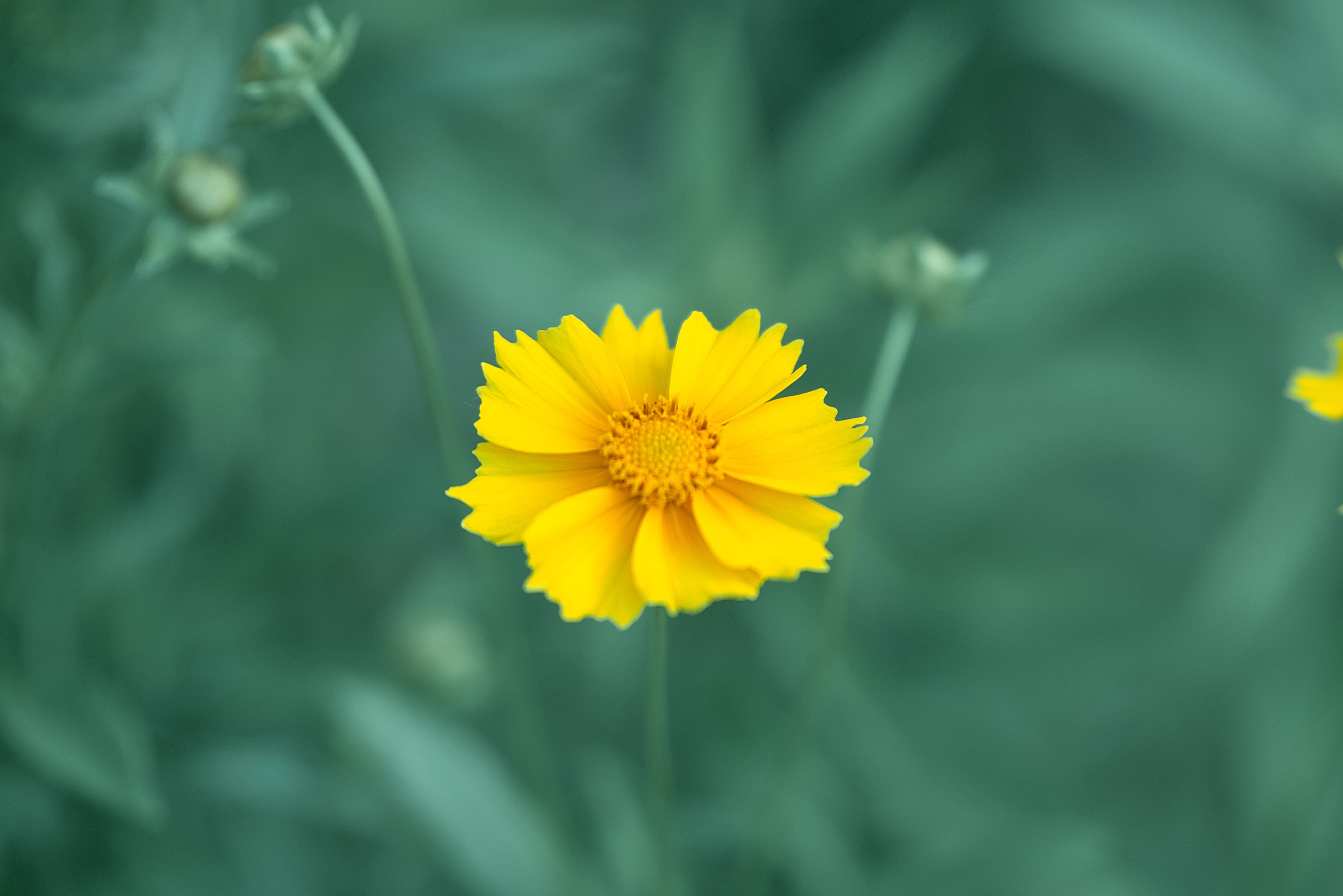 Лето и Цветы. Профессиональный Фотограф Халемонец Андрей в Кривой Рог Днепр Украина