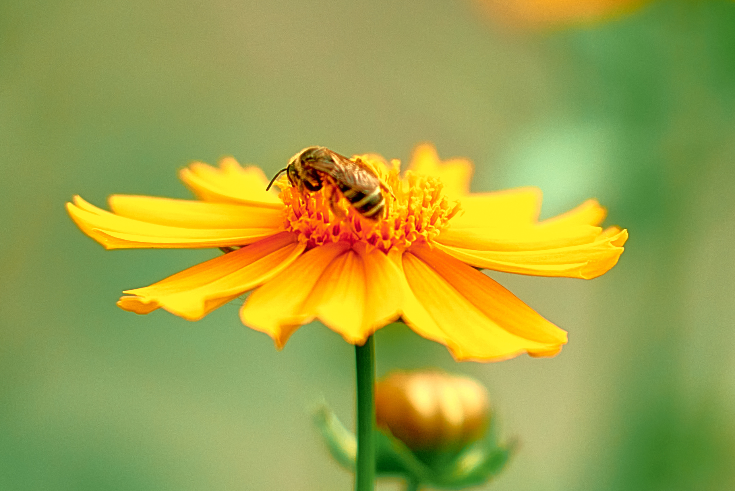 Лето и Цветы. Профессиональный Фотограф Халемонец Андрей в Кривой Рог Днепр Украина