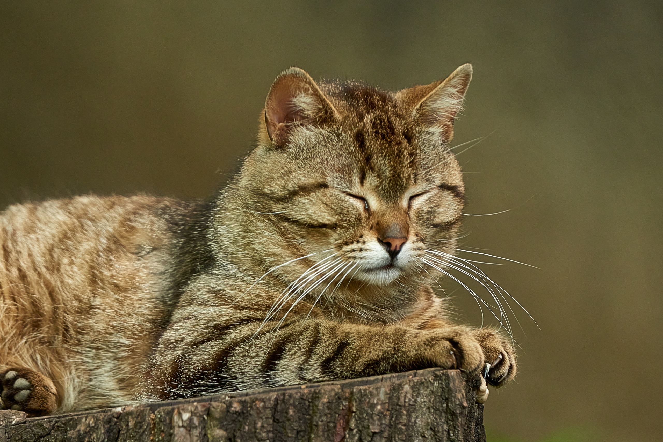 Кошачья Жизнь в фотографиях. Профессиональный Фотограф Халемонец Андрей в Кривой Рог Днепр Украина