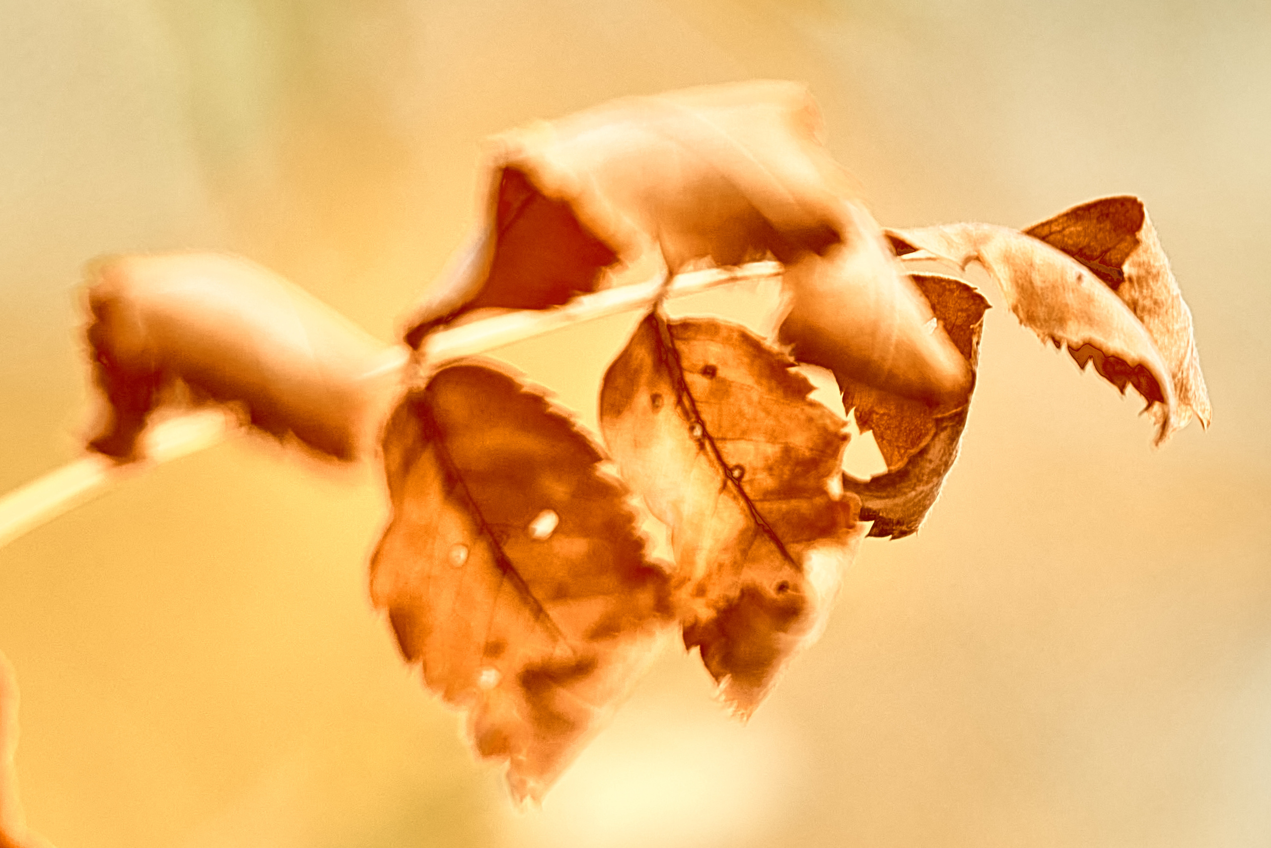 Сухие листья на веточке.