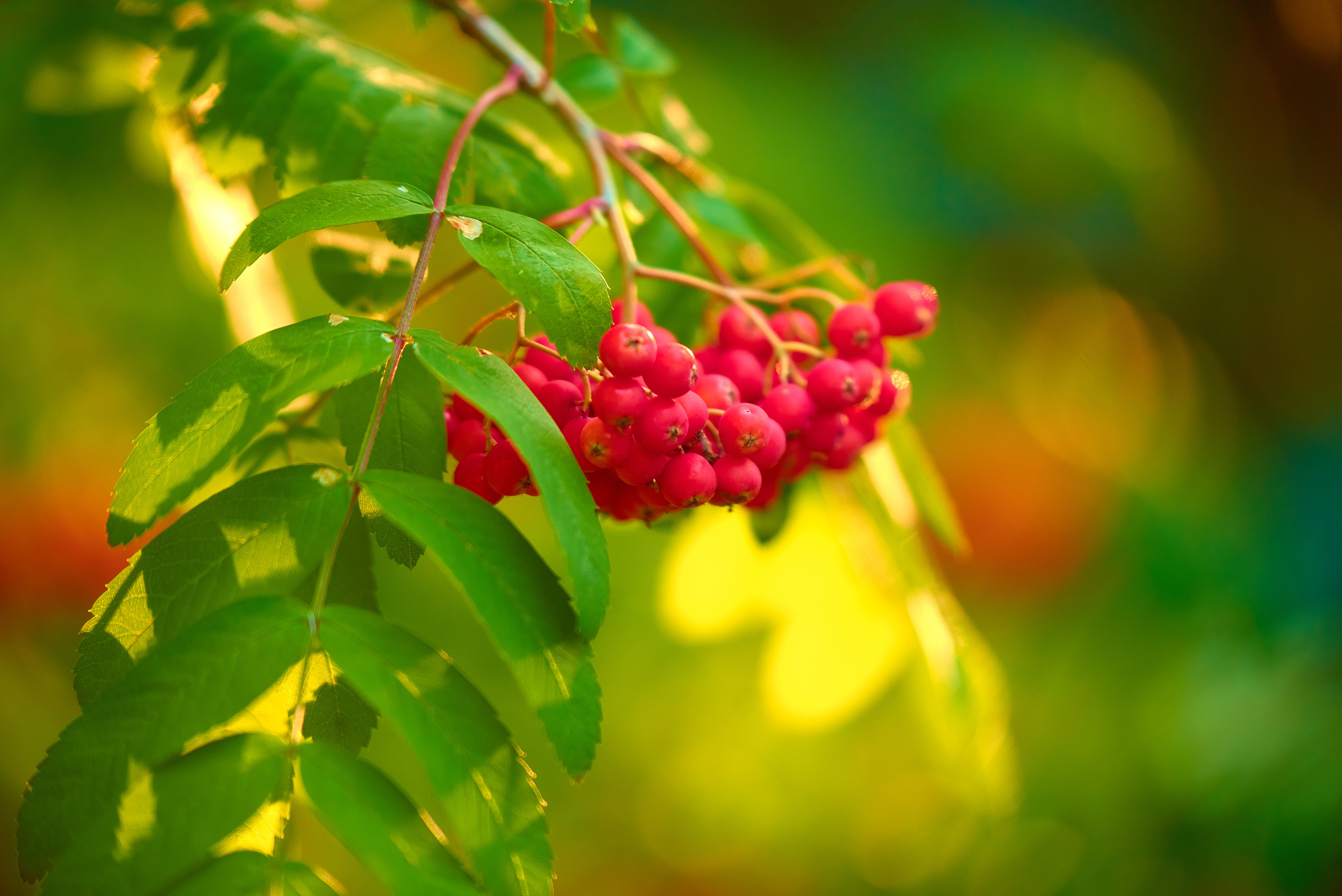рябина в закатном солнце.