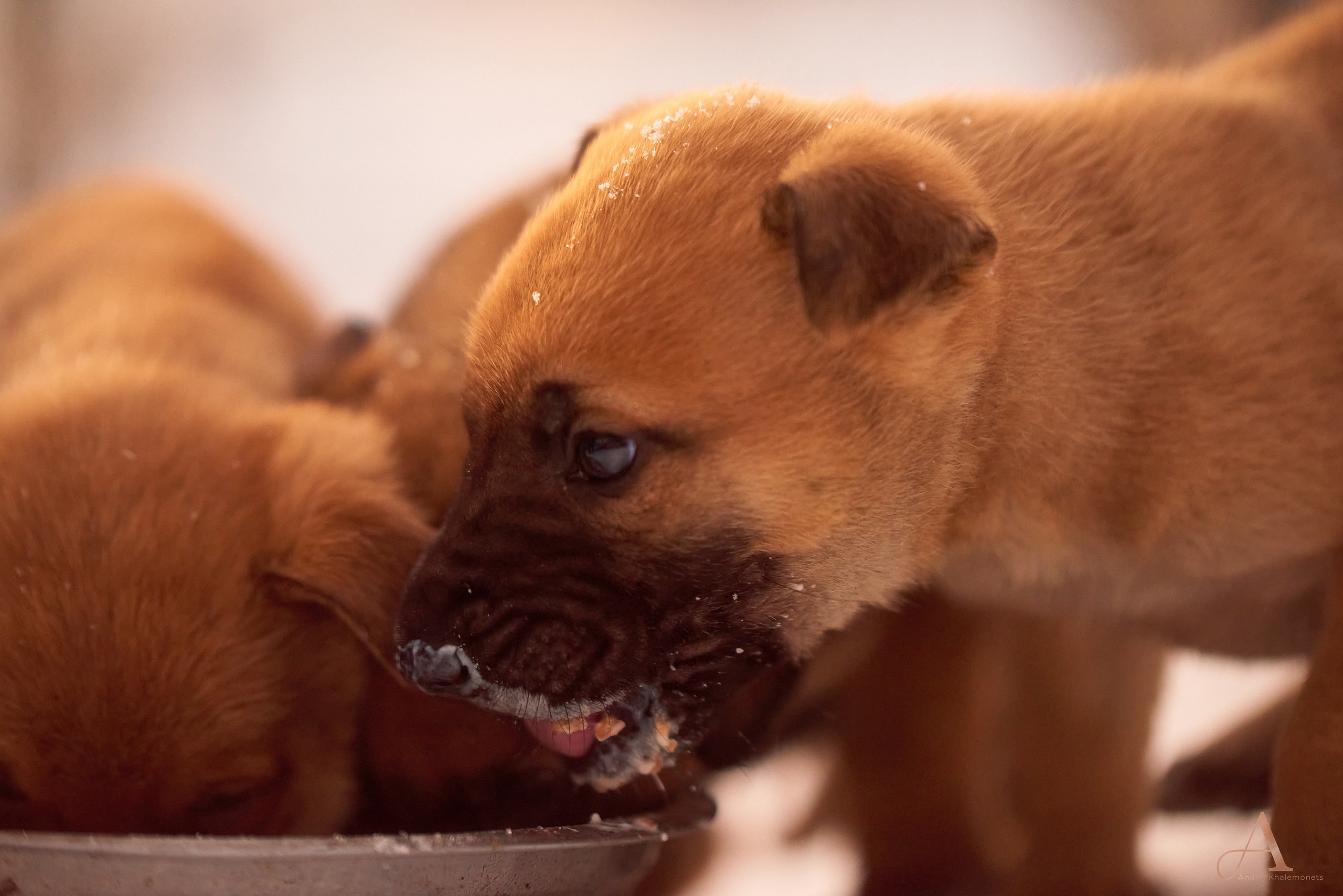 Щенки кушают из миски.