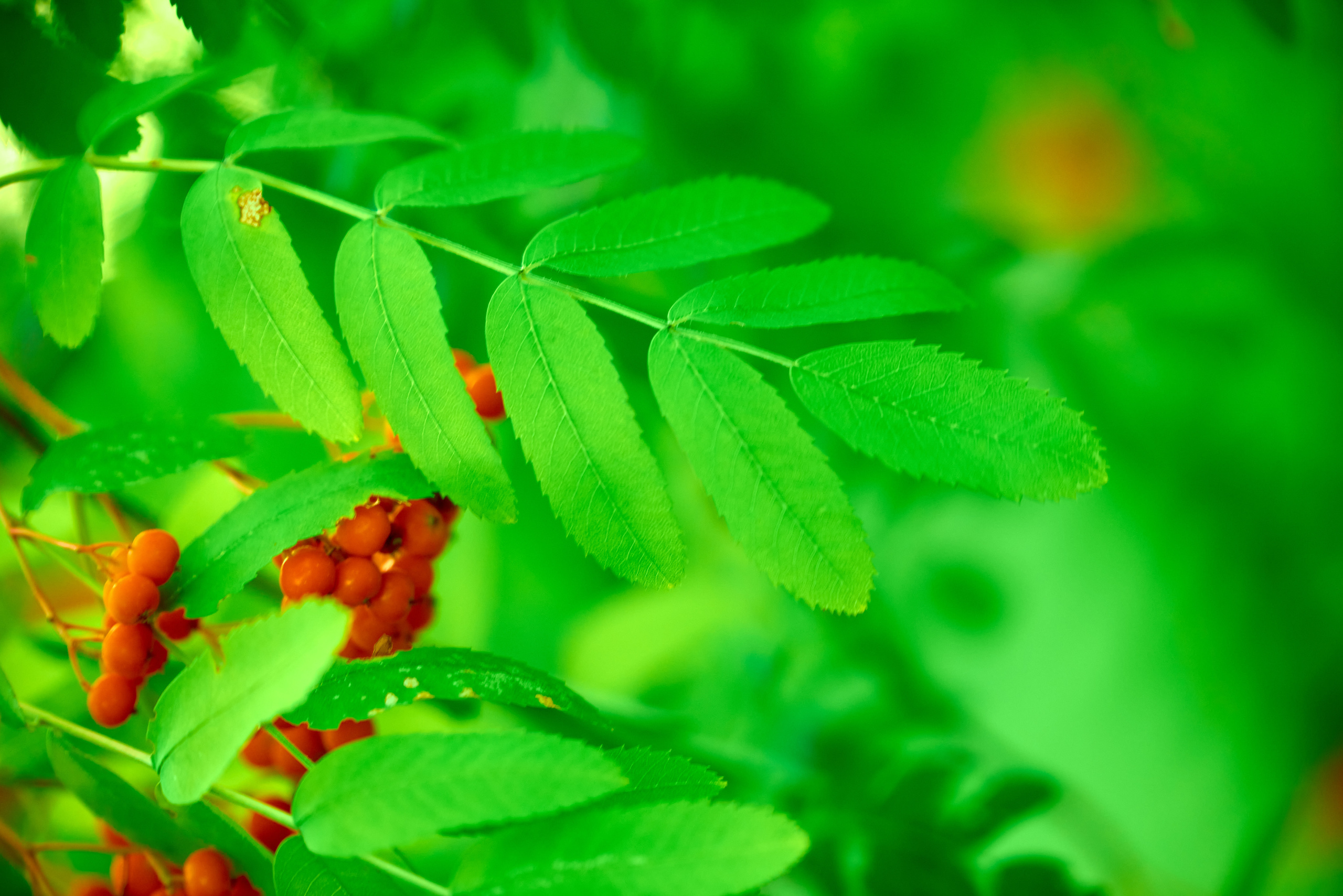 Вечерняя прогулка. Профессиональный Фотограф Халемонец Андрей в Кривой Рог Днепр Украина