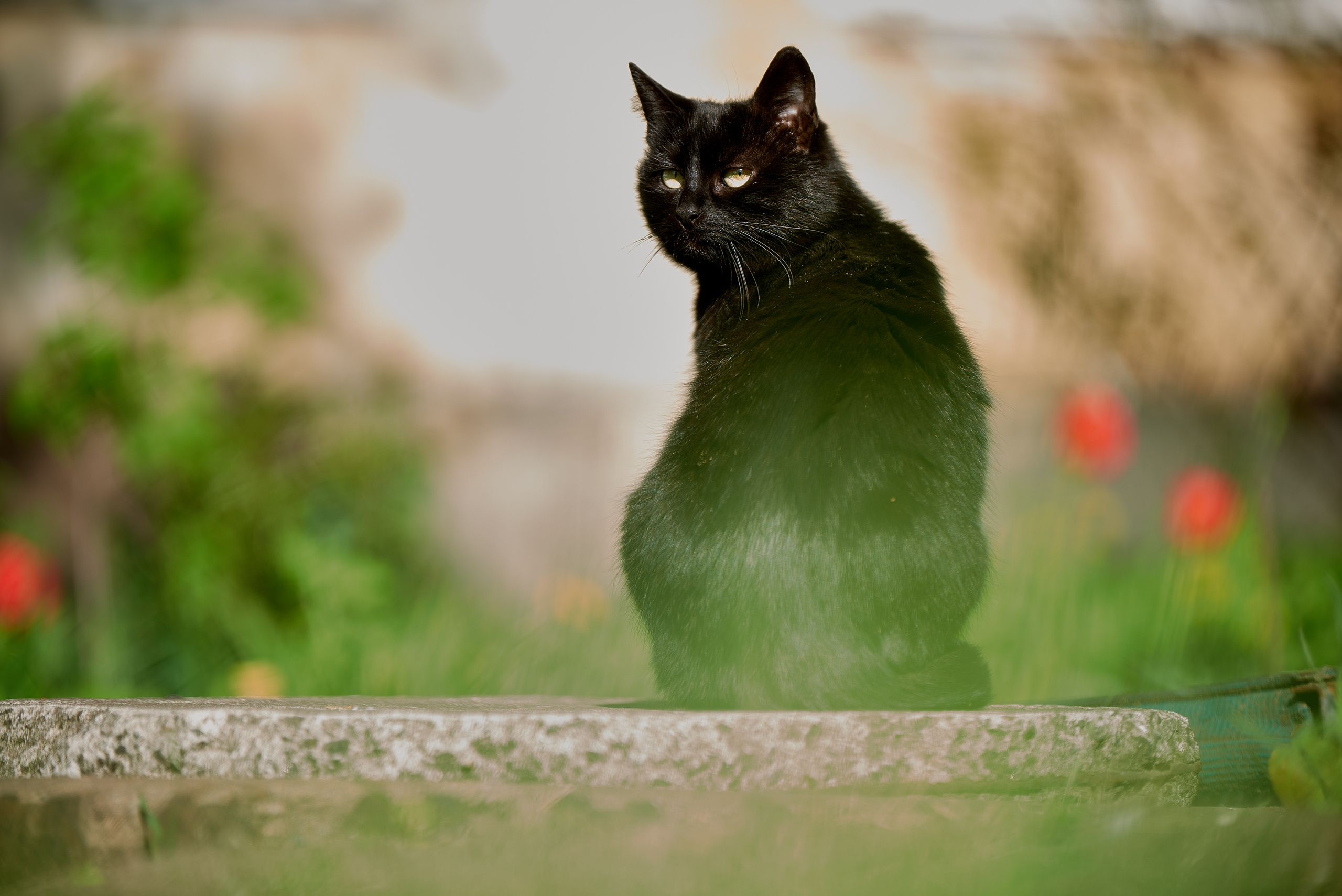 Кошачья Жизнь в фотографиях. Профессиональный Фотограф Халемонец Андрей в Кривой Рог Днепр Украина
