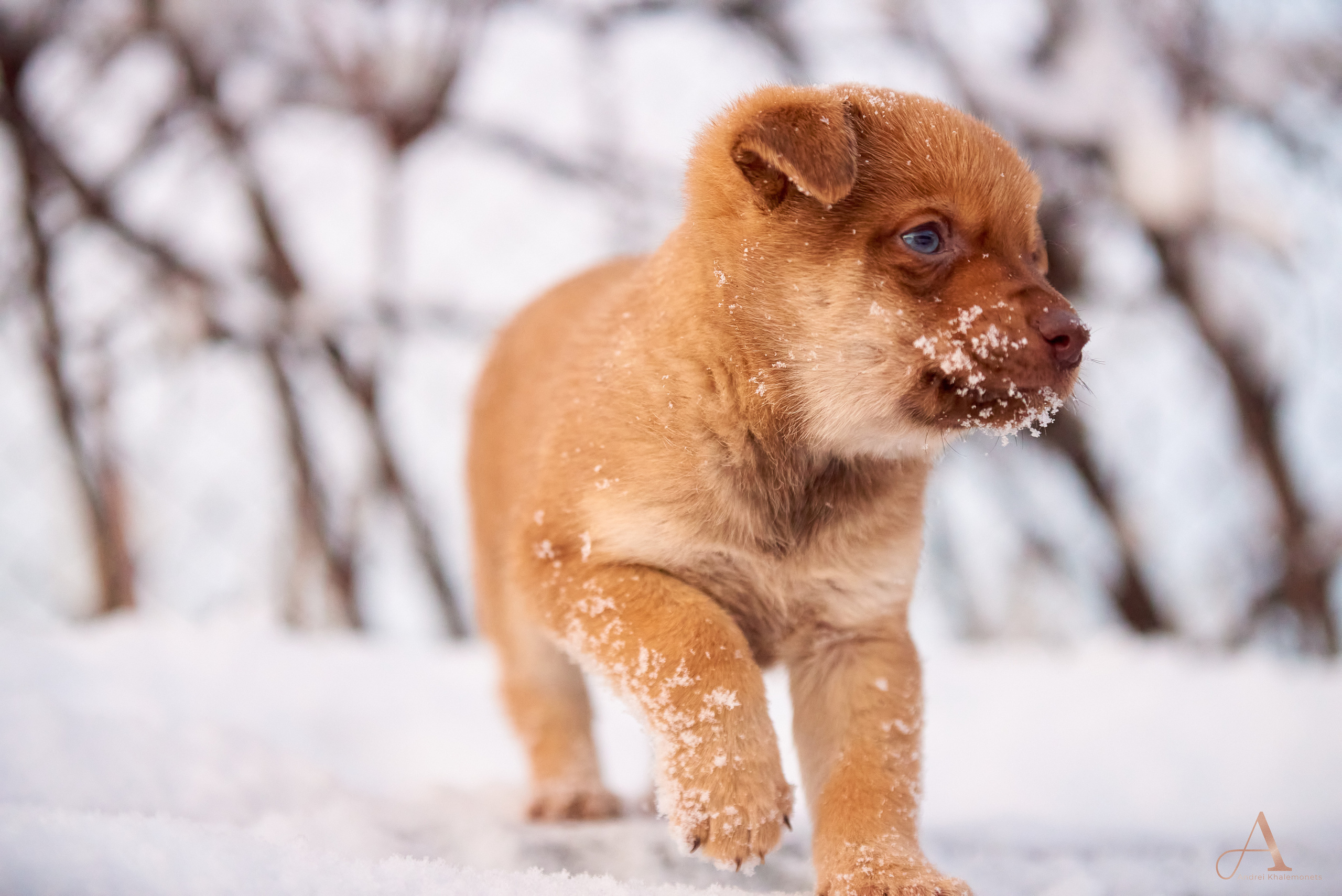 Зимнее утро. Профессиональный Фотограф Халемонец Андрей в Кривой Рог Днепр Украина