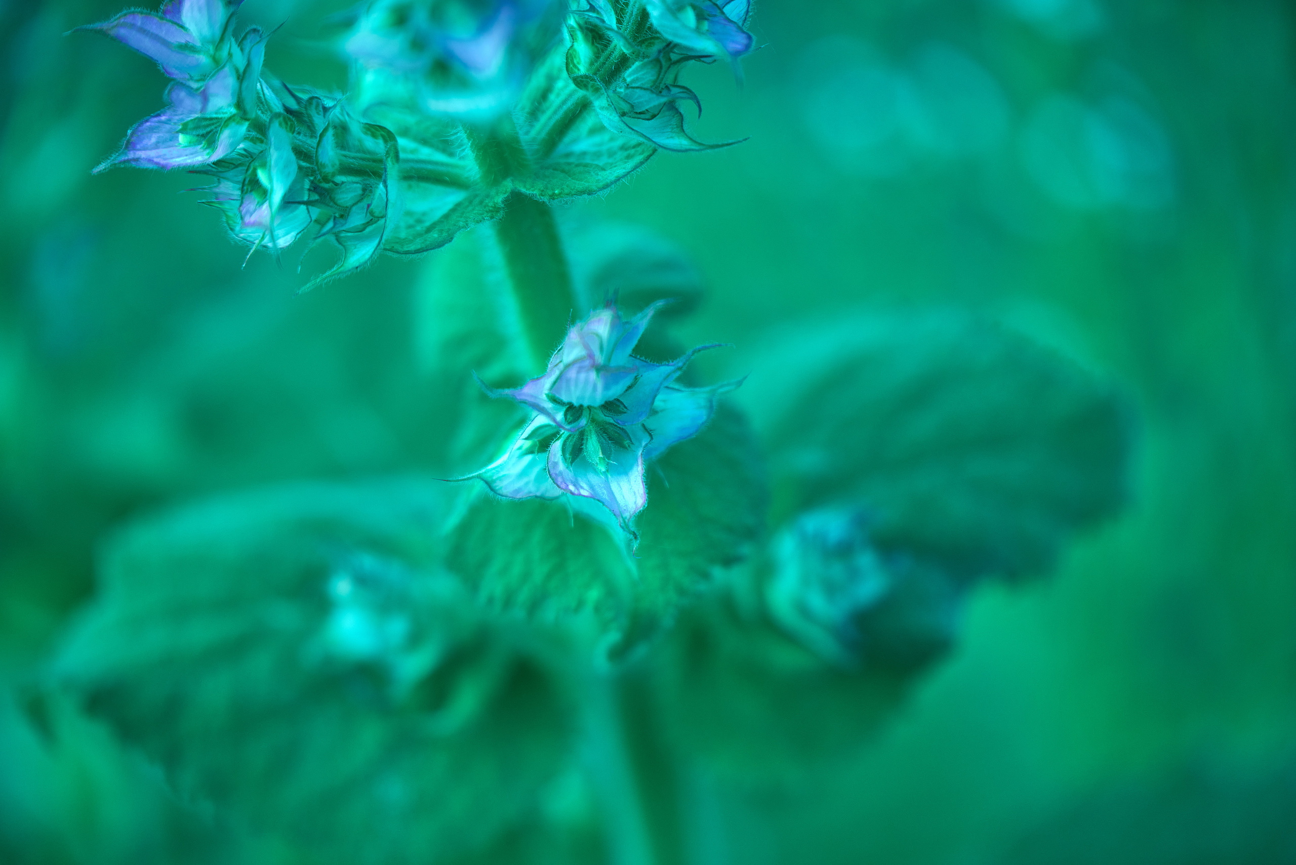 Лето и Цветы. Профессиональный Фотограф Халемонец Андрей в Кривой Рог Днепр Украина